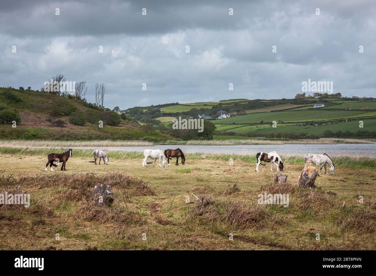Long Strand, Cork, Ireland. 23rd May, 2020. A group of horses graze close to Long Strand in West Cork, Ireland. - Credit; David Creedon / Alamy Live News Stock Photo