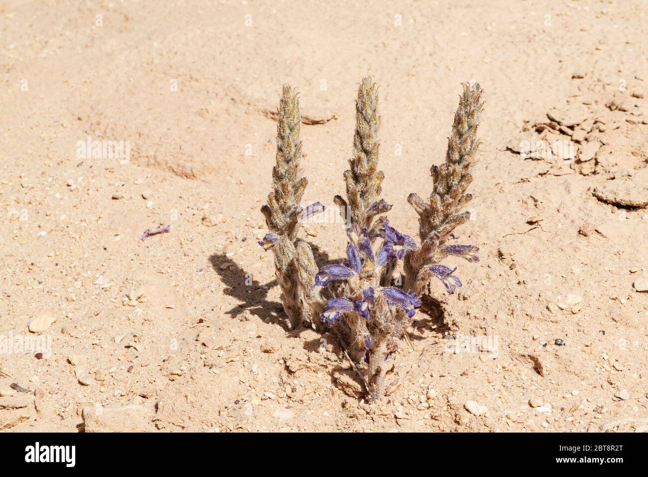 blooming Orobanche mutelii Mutel's Broomrape is a parasitic plant growing on the roots of nearby plants in the negev desert in Israel Stock Photo