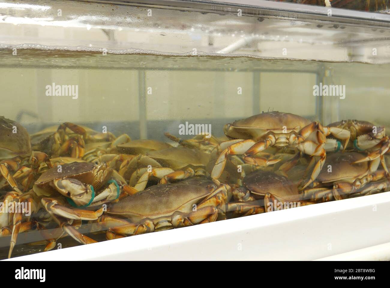 Motion of live crabs in the tank at superstore Stock Photo