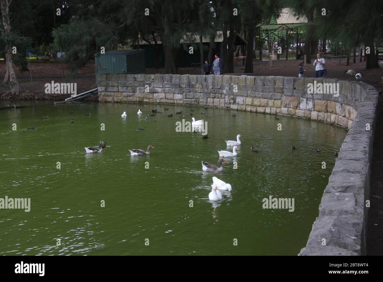 Ponds of Sir Joseph Banks Park, Botany Stock Photo - Alamy