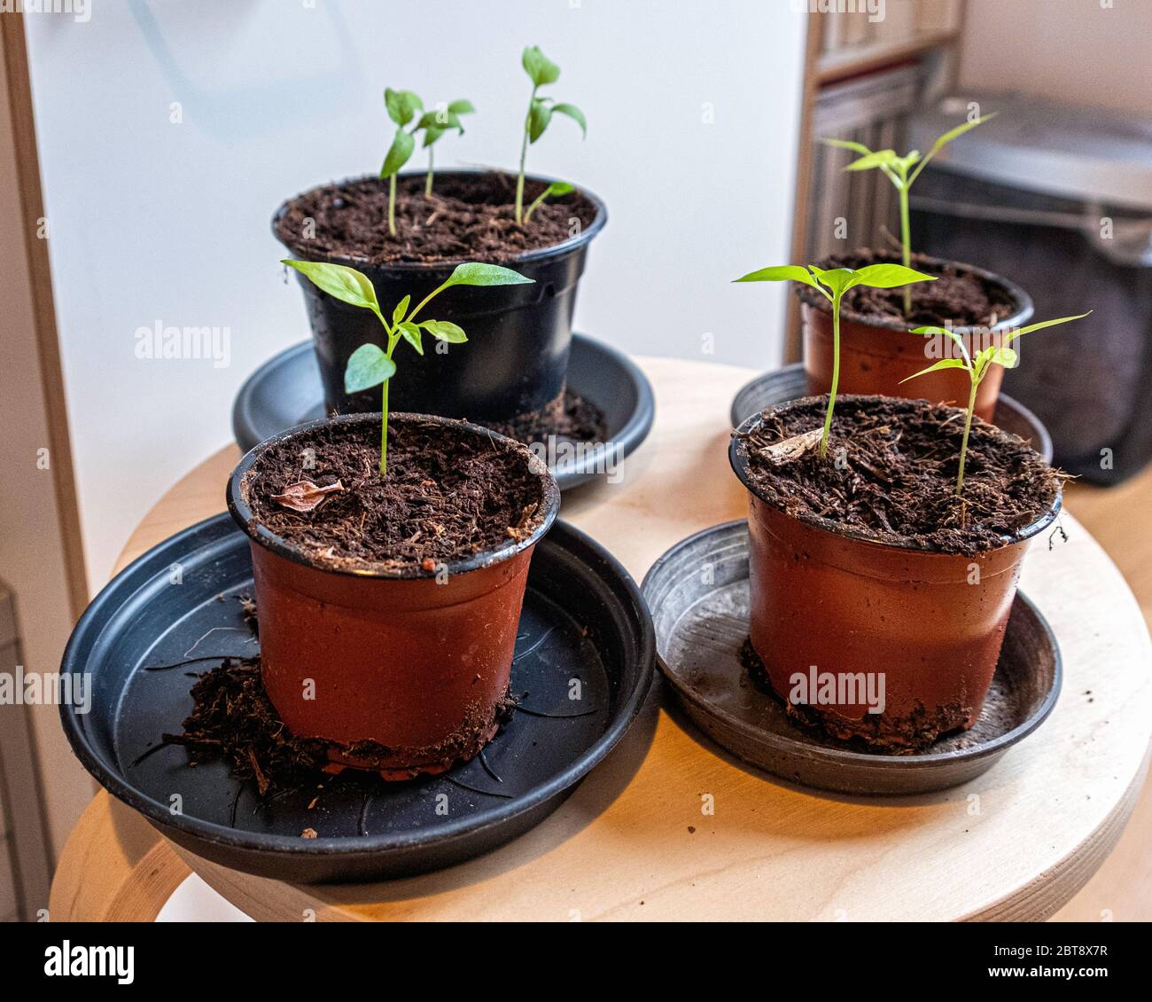 Little chillis  & aubergine plants in pots grown from seed indoors Stock Photo