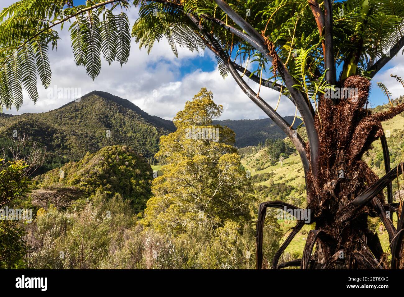 Black tree fern Cyathea medullaris, Raetea Forest, New Zealand, October 2019 Stock Photo
