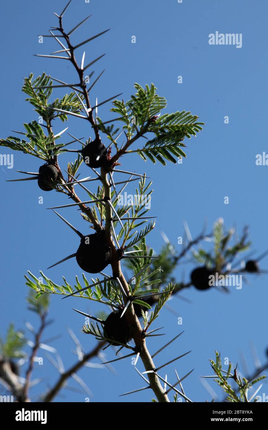 a close-up of an acacia tree with ants balls with green leaves and thorns and blue sky Stock Photo