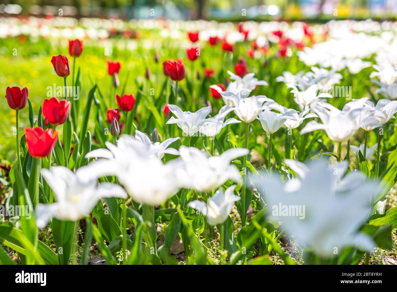 Beautiful spring flowers, elegant white tulips and red in park or ...