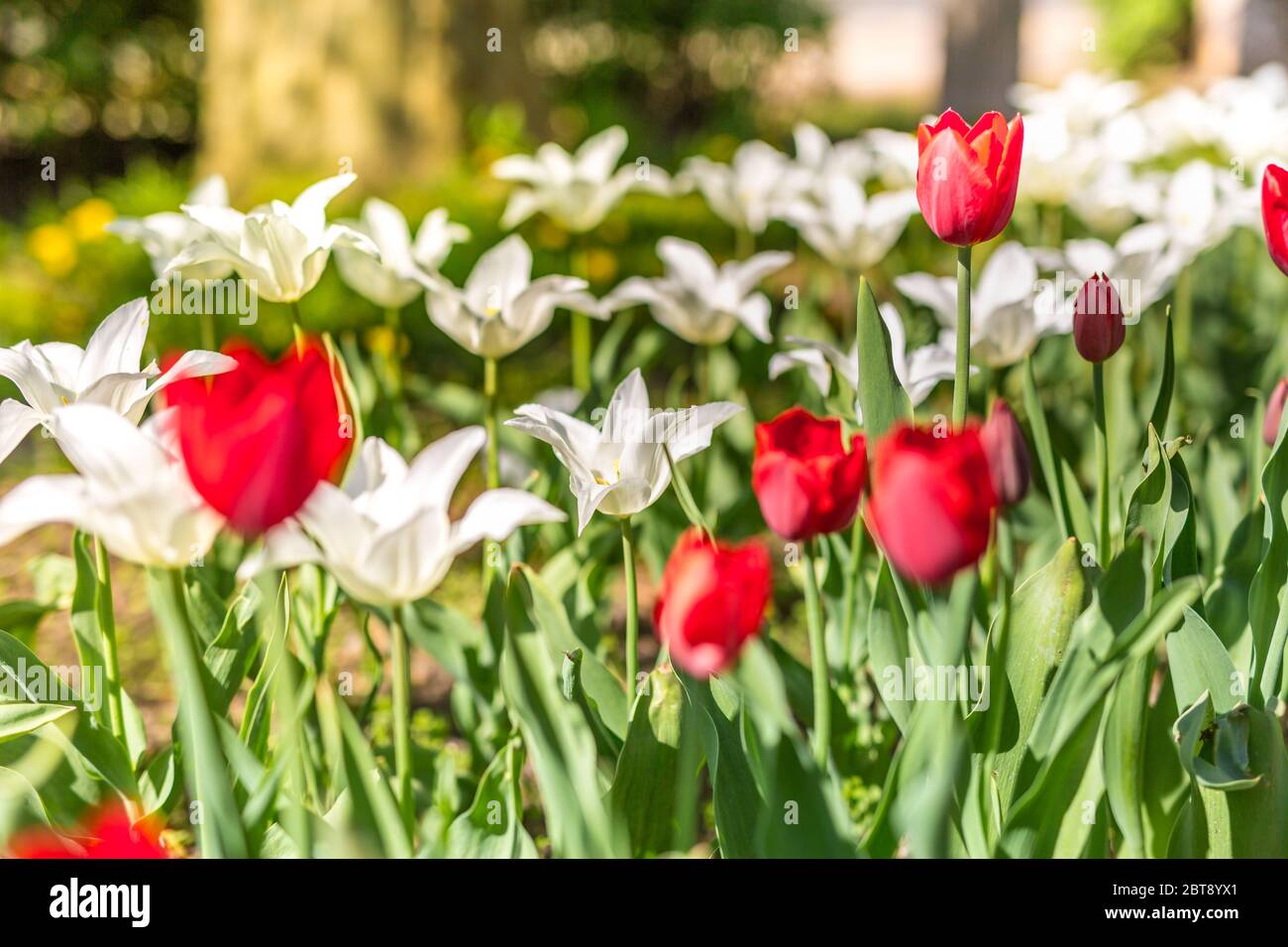 Beautiful spring flowers, elegant white tulips and red in park or ...