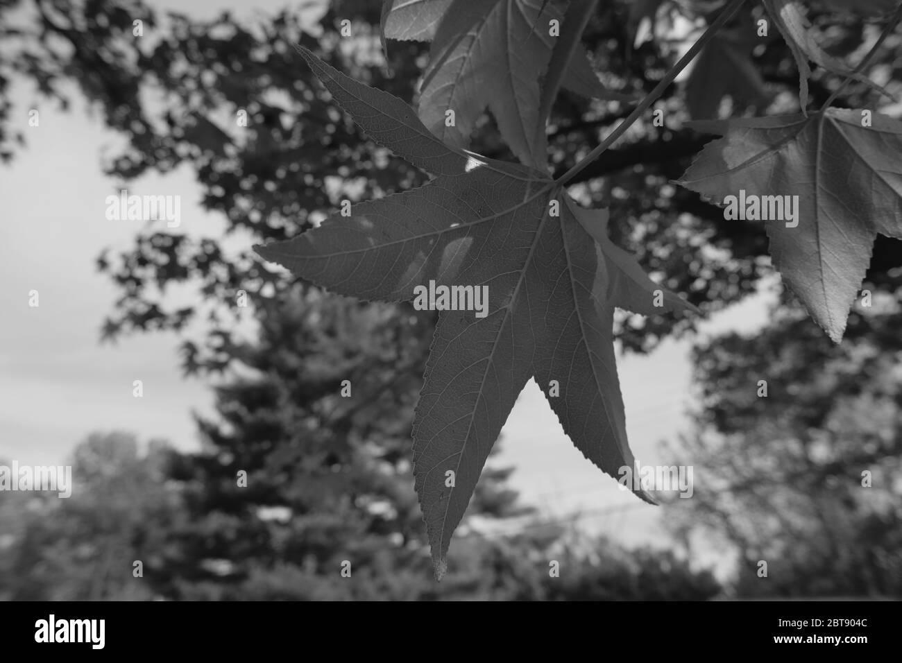 Black gum tree Black and White Stock Photos & Images Alamy