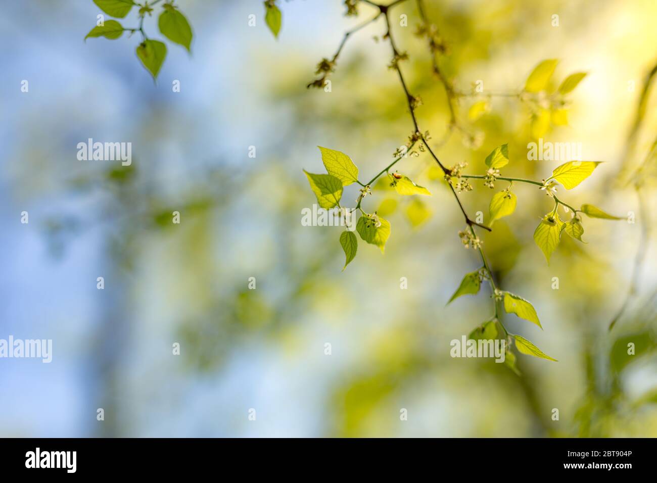 Fresh and green leaves on blue sky. Beautiful closeup nature view of green leaf on blurred greenery background in garden. natural green plants Stock Photo