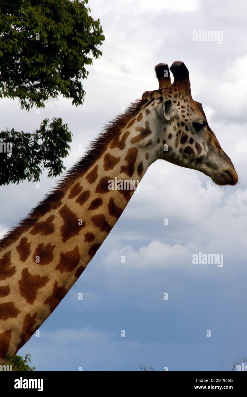 Portrait of a Maasai giraffe with typical fur pattern Stock Photo