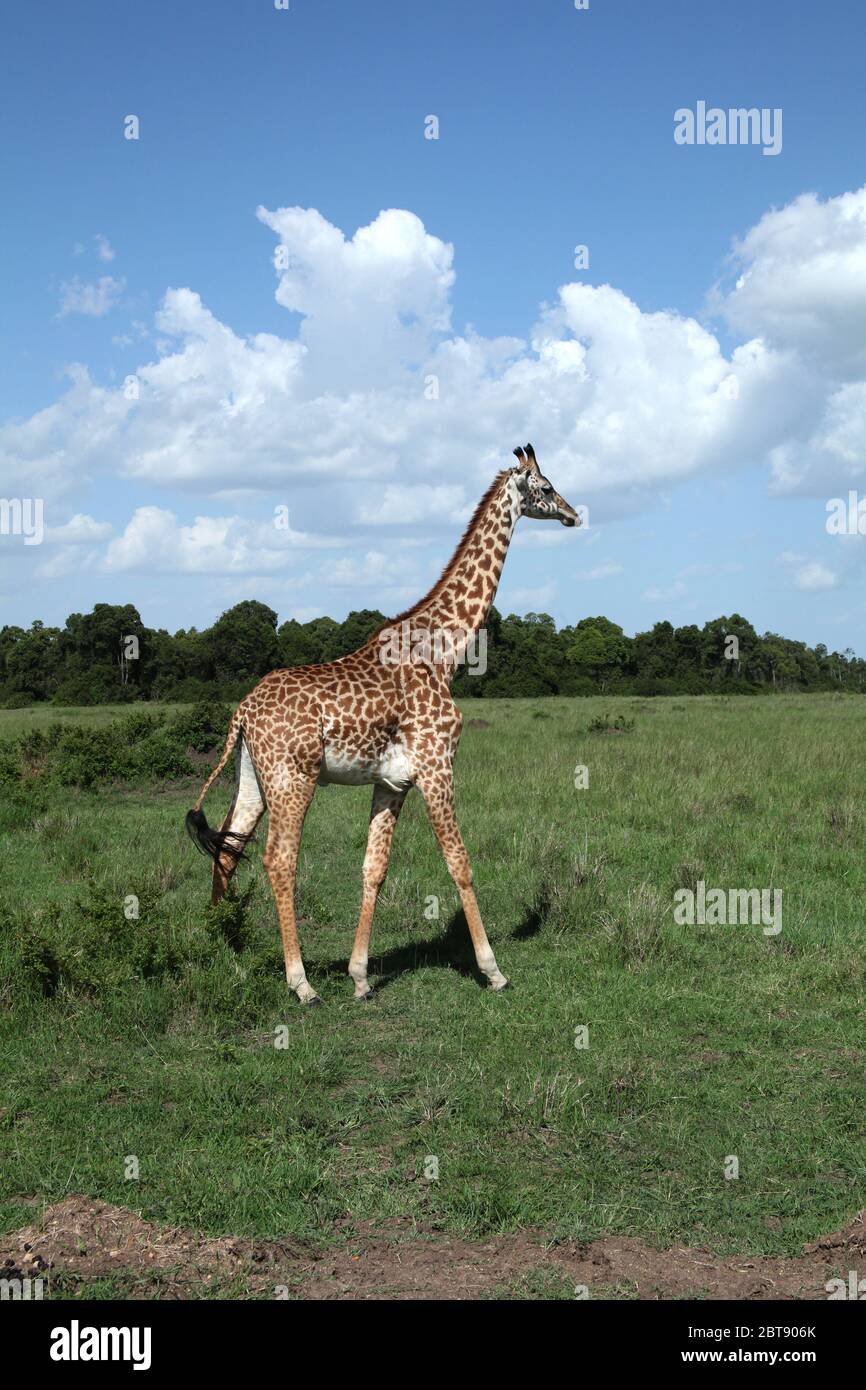 Short neck giraffes hi-res stock photography and images - Alamy