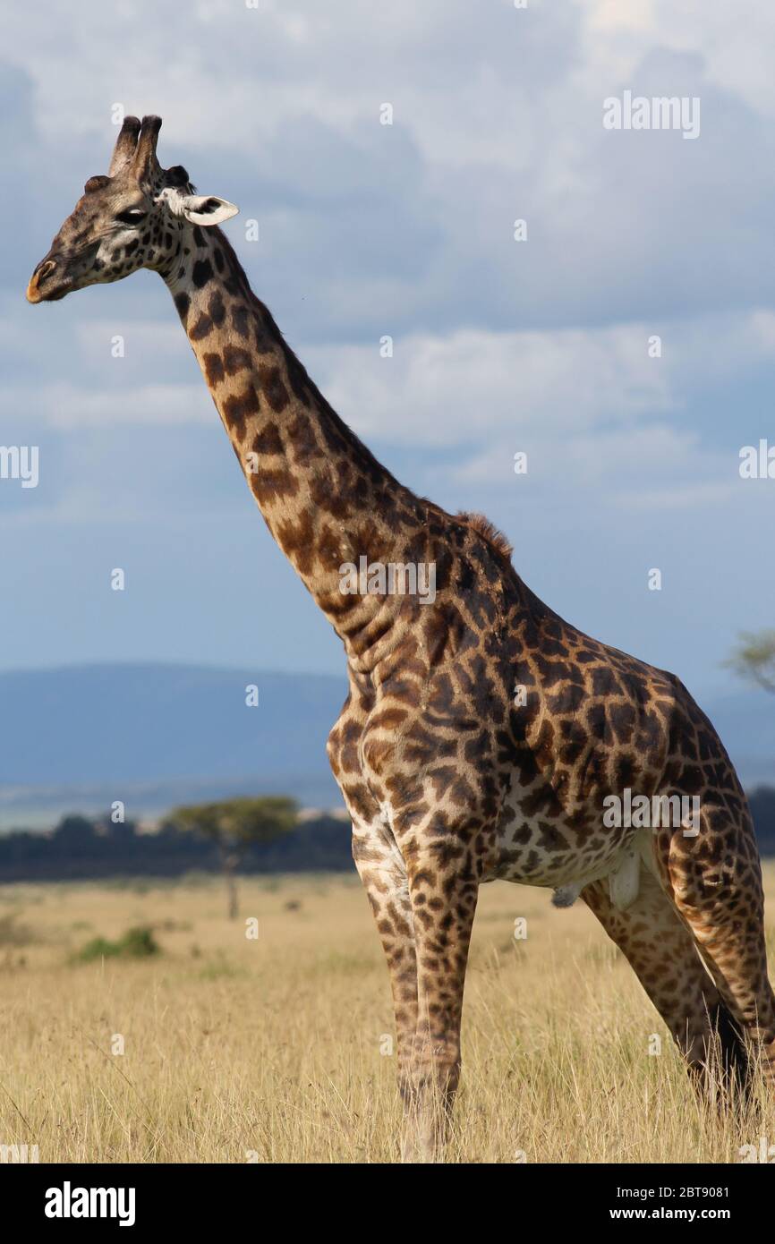 a giraffe bull, full body portrait, in the vastness of the Kenyan savanna, in the background the hills of the Masai mara Stock Photo