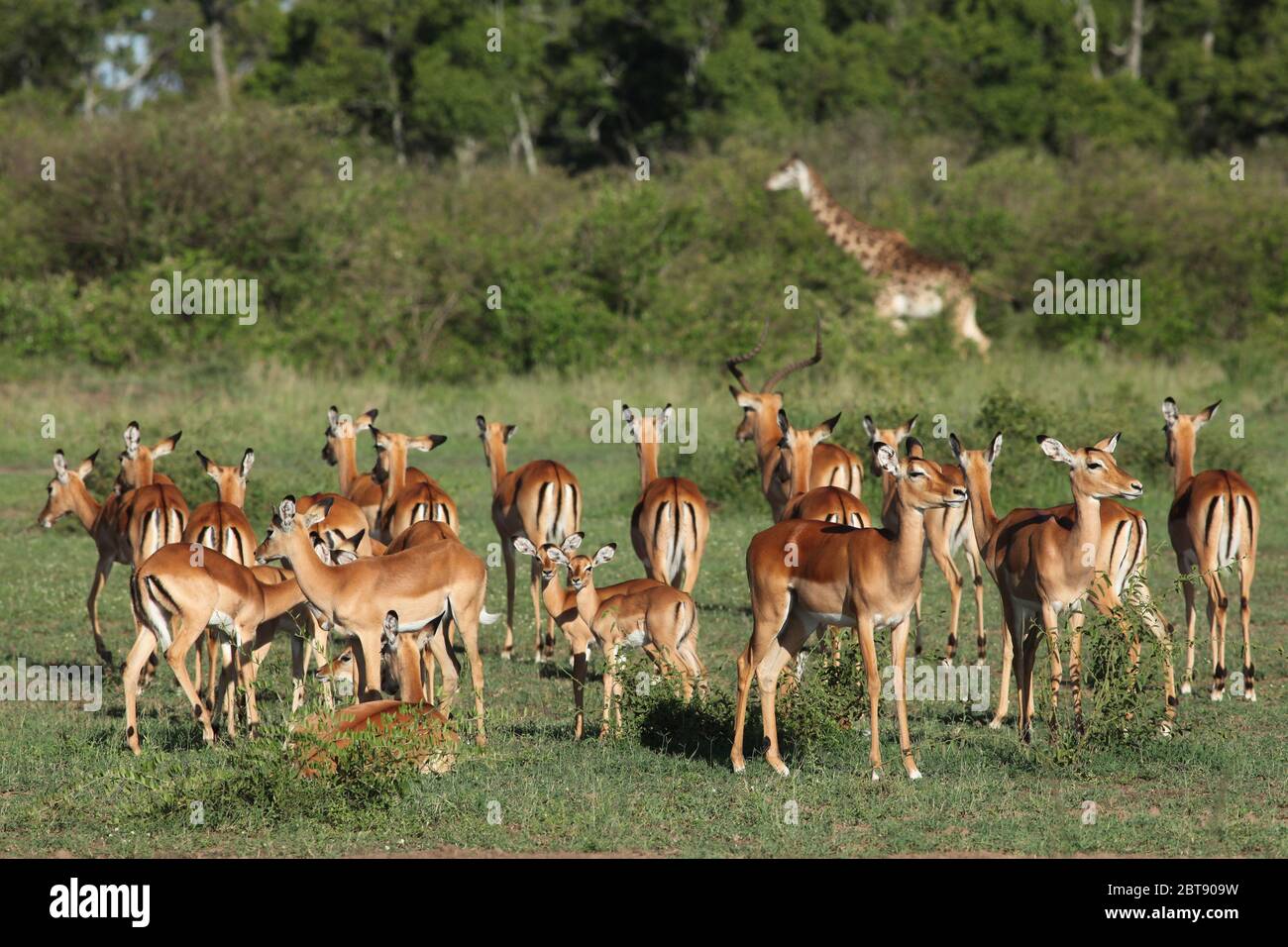 a group of Impala antelopes stands watchful in the morning light in the Kenyan savannah, in the background scrubland with a blurred giraffe Stock Photo