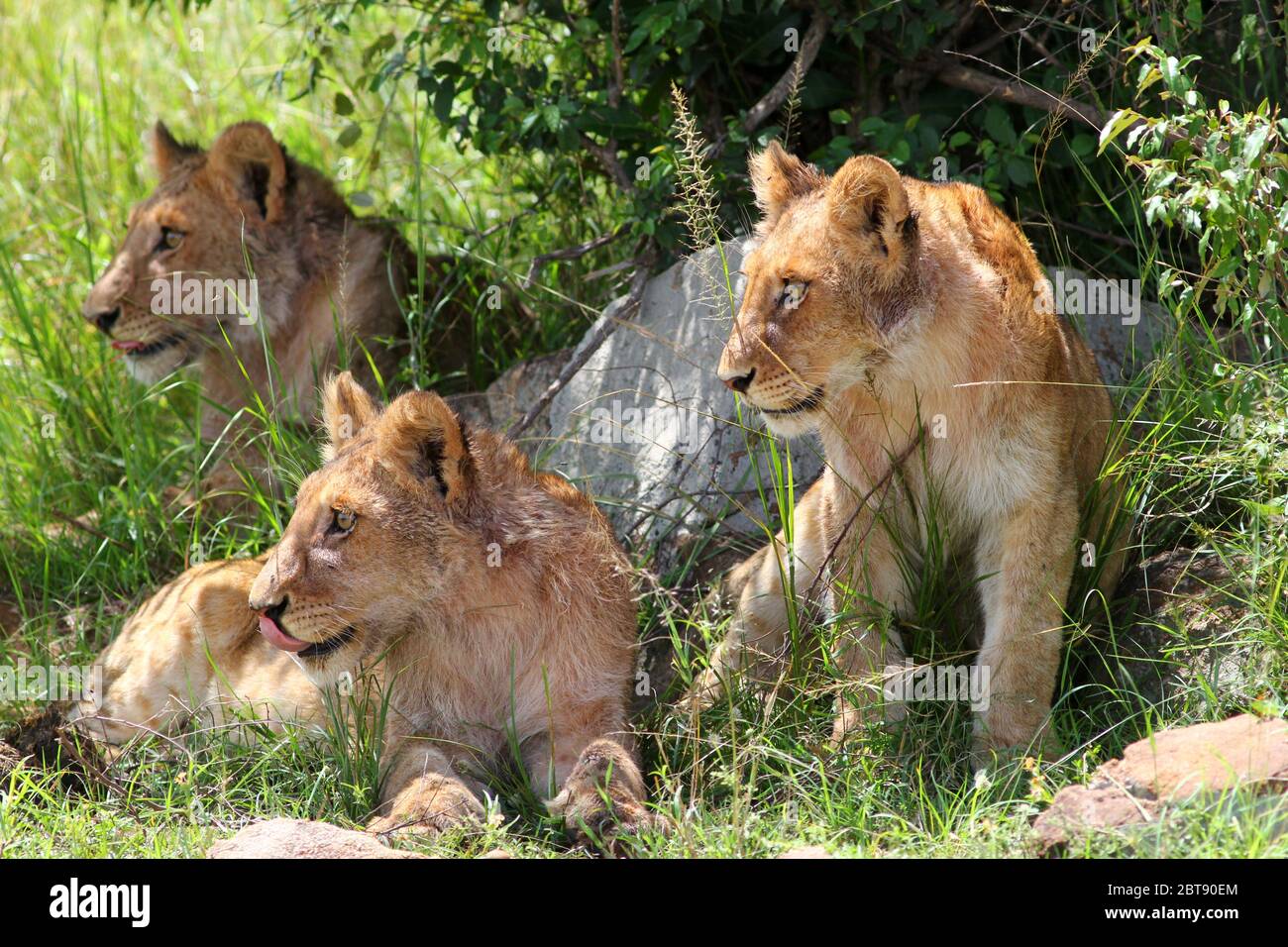 Young lions in the shade and shelter of a bush look interested and excited in the same direction Stock Photo