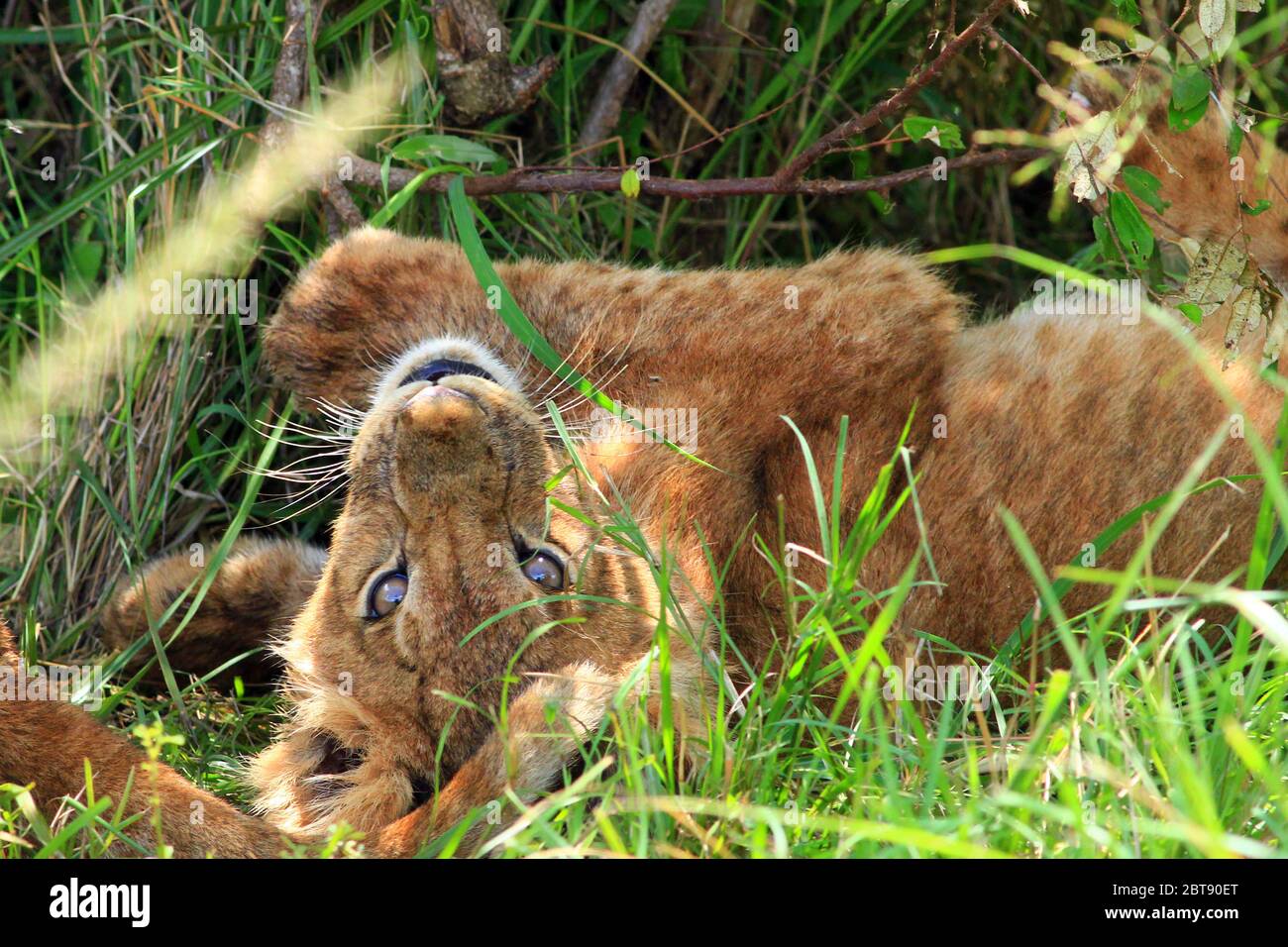 a young lion lies on its back in the shade and shelter of a bush, pauses for a game and looks directly into the camera Stock Photo