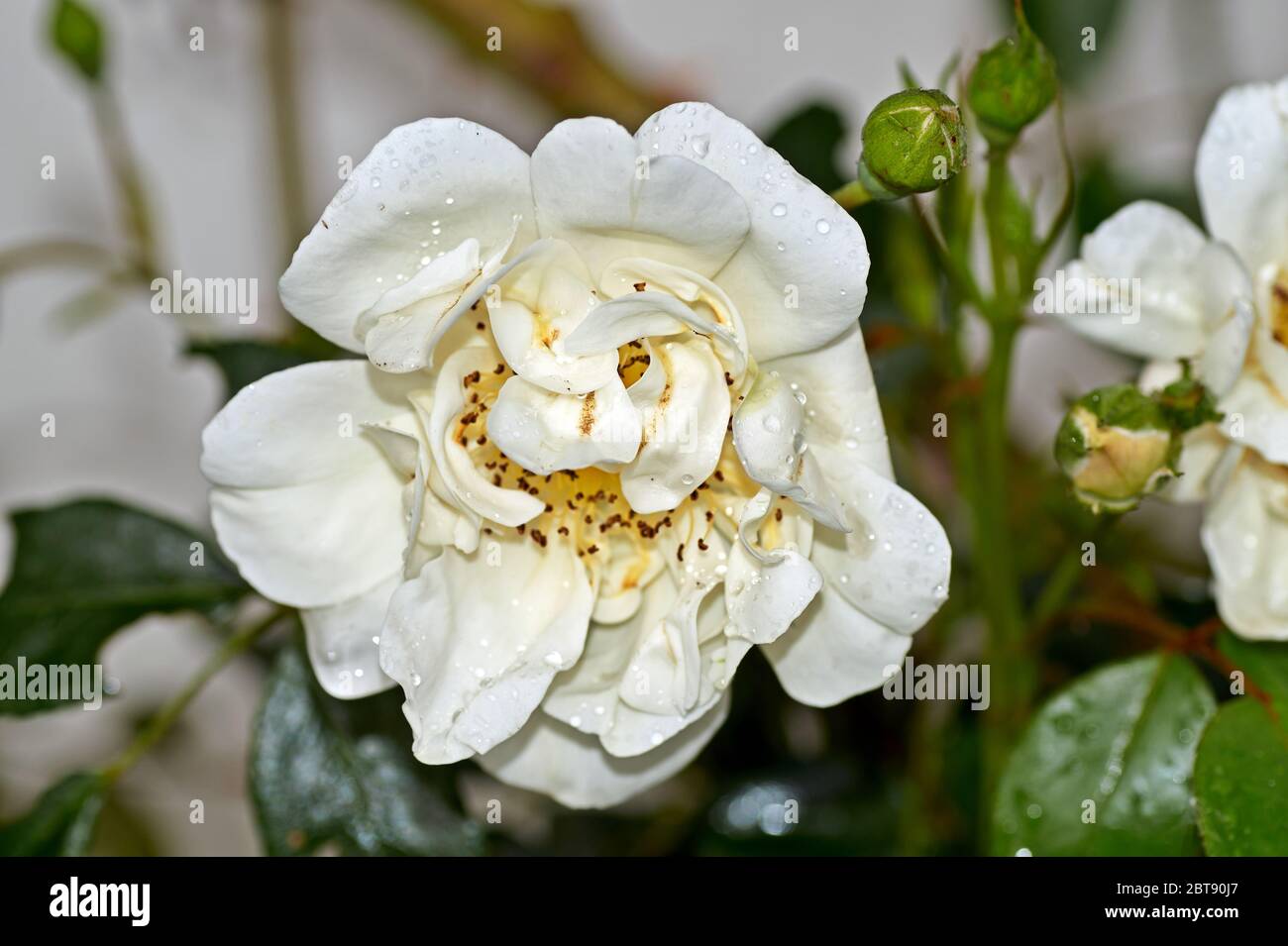 Garden green white nature detail hi-res stock photography and images ...