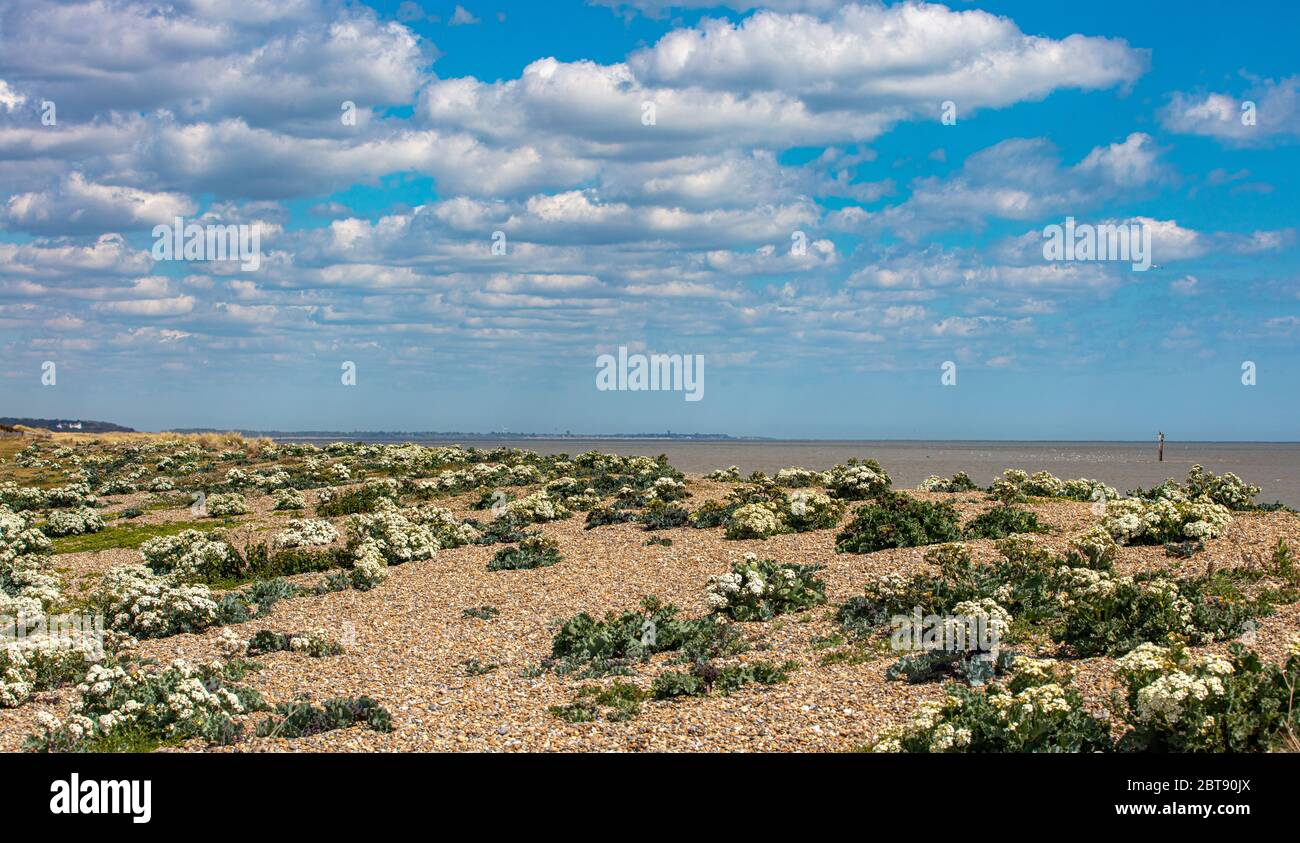 Sea Kale Growing by the Sea Stock Photo - Alamy