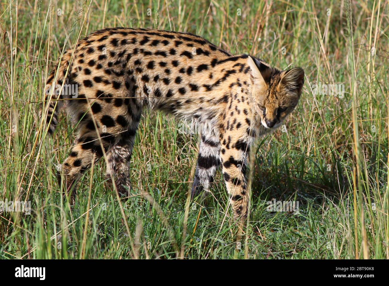 a small spotted wildcat, the serval, sneaks through the tall grass of