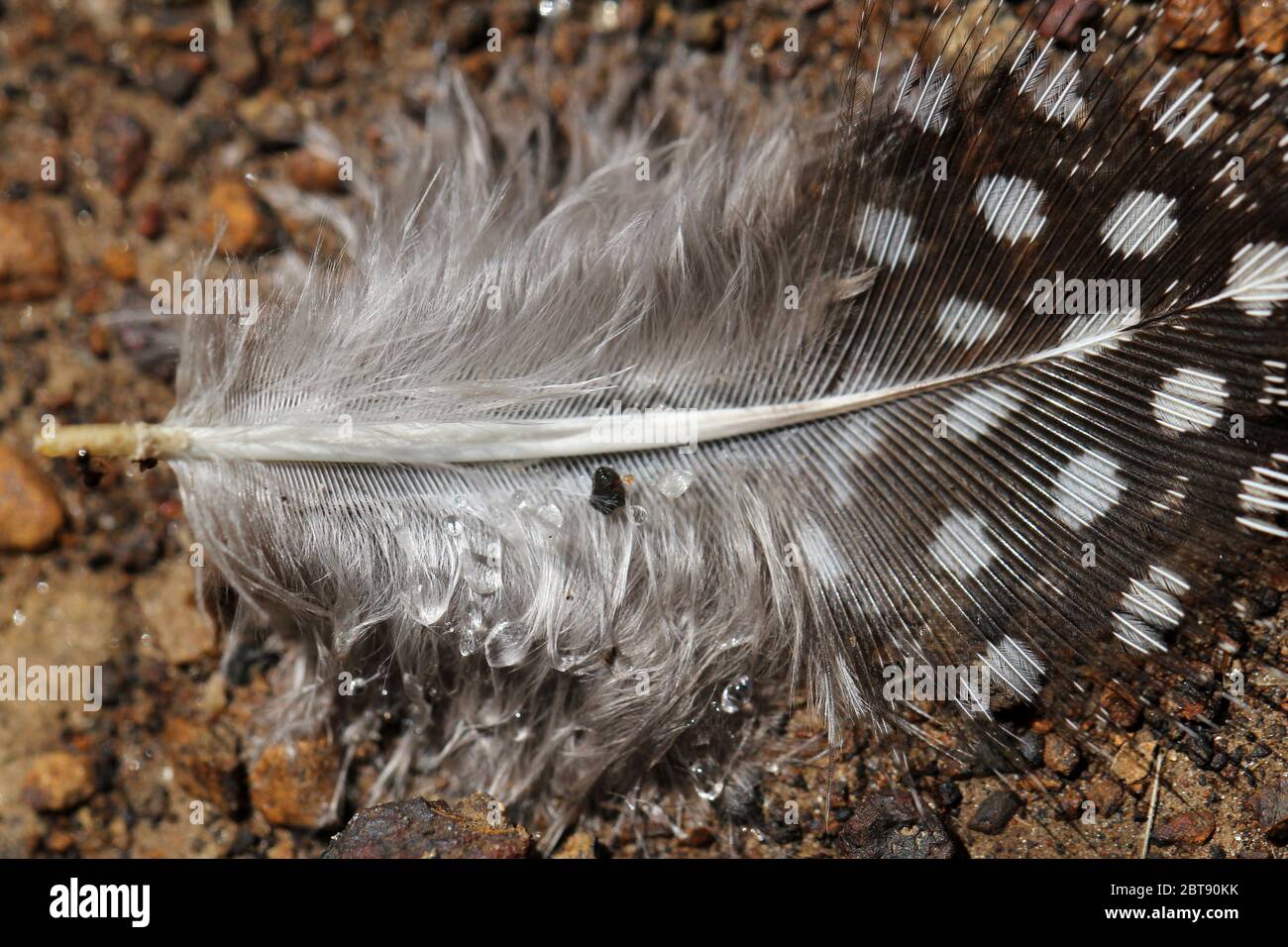 Closeup of dress hires stock photography and images Alamy
