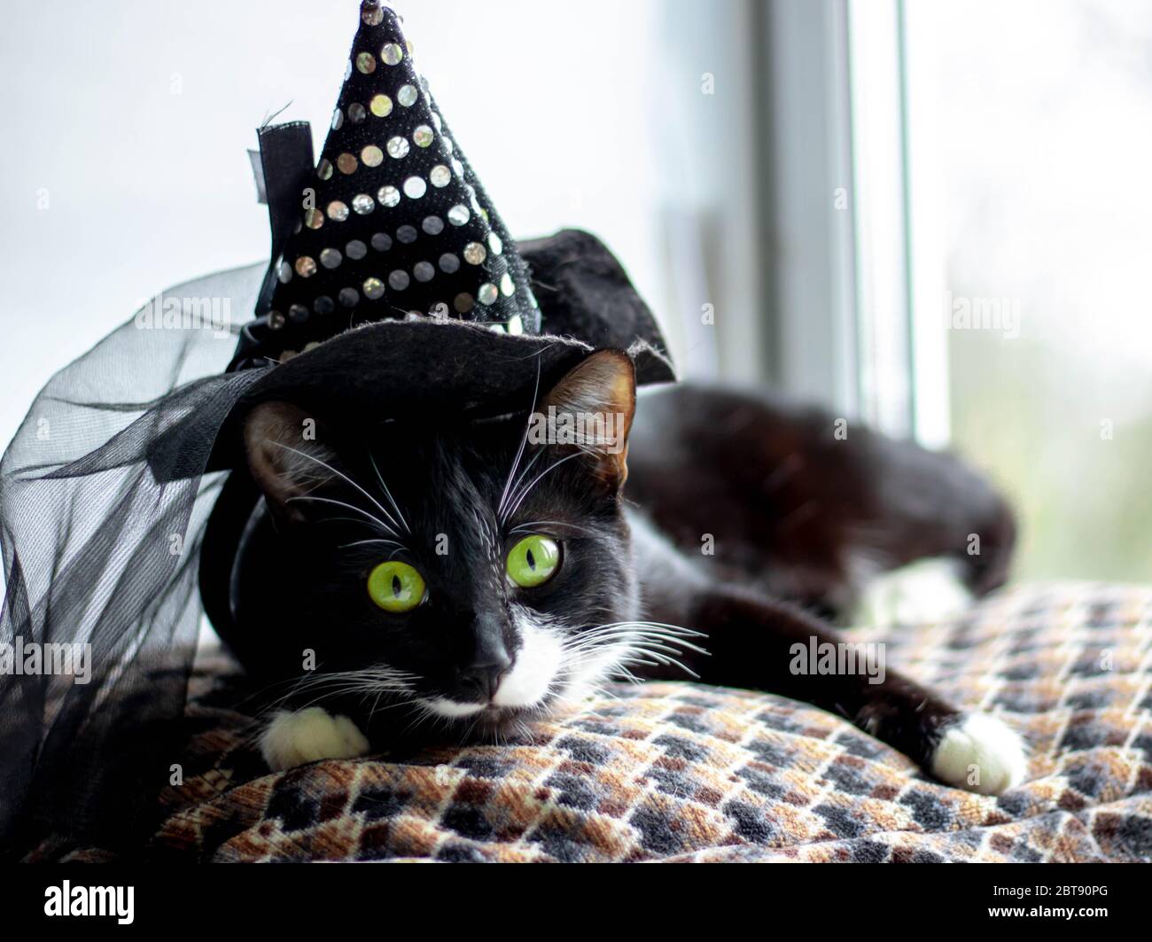 Cat in cheap witch hat