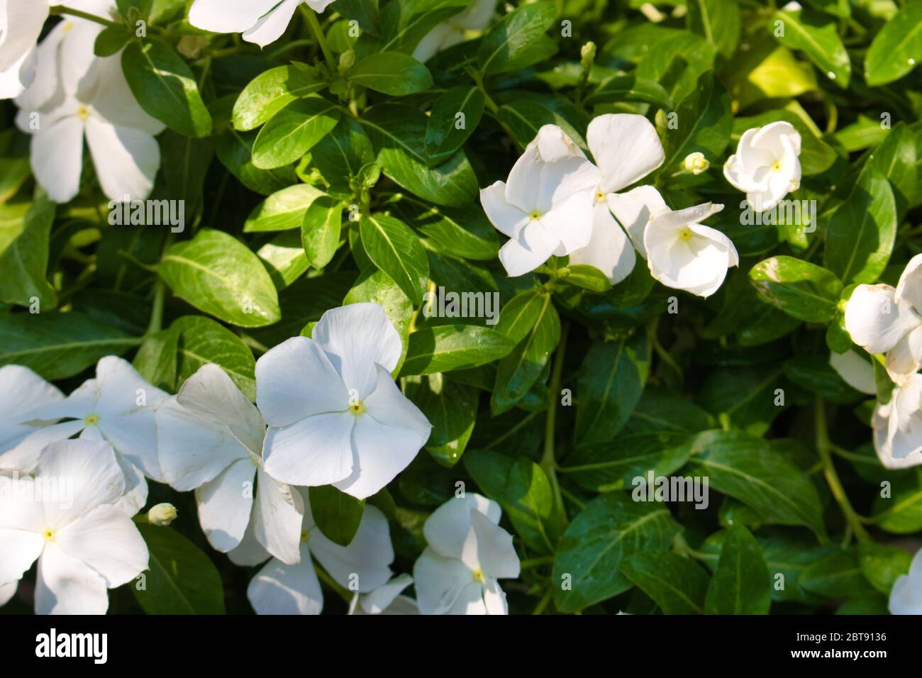 This unique photo shows a beautiful shrub full of white jasmine flowers