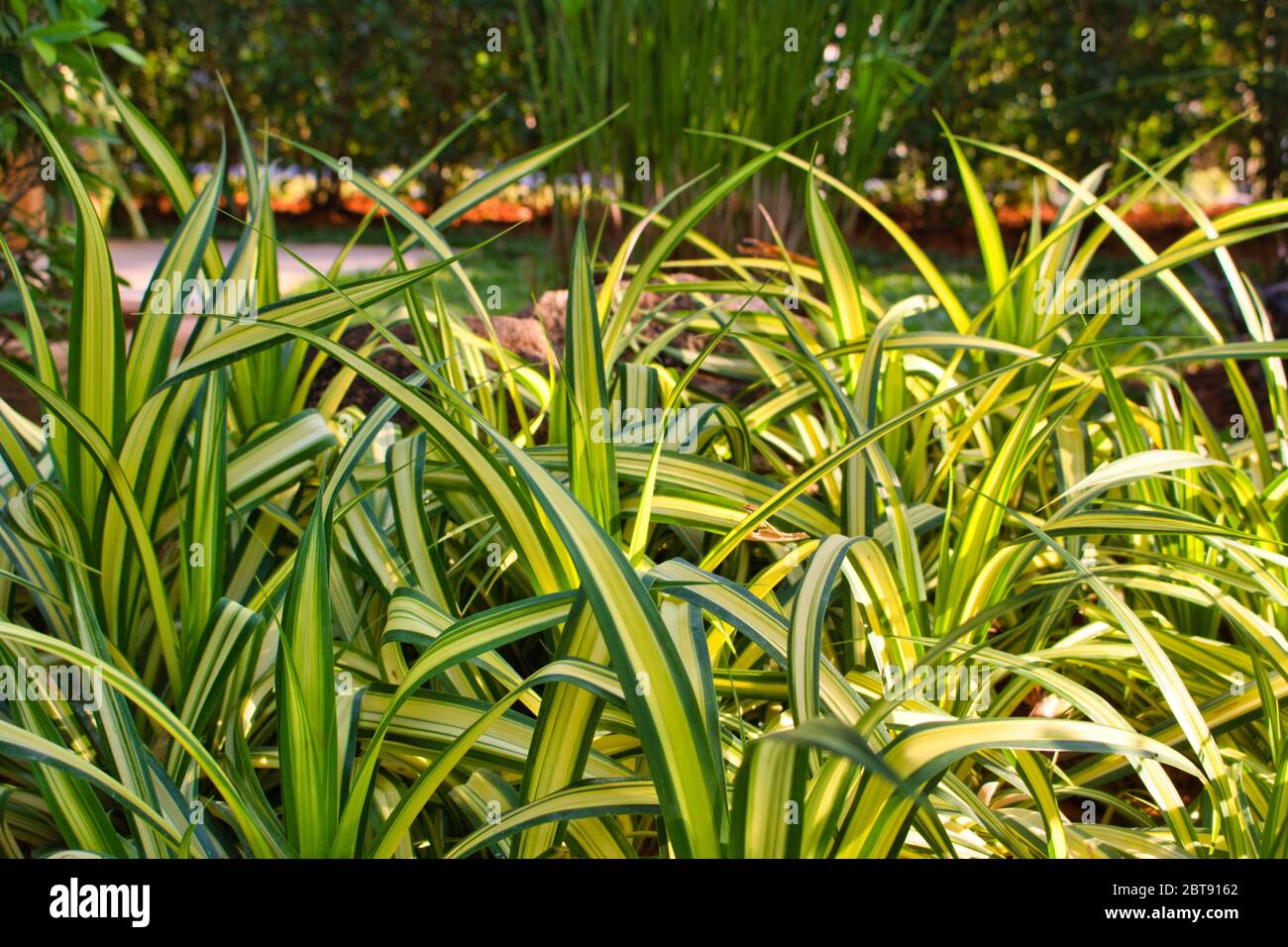 This unique photo shows an evergold grass plant, photographed in an ornamental garden in Thailand Stock Photo