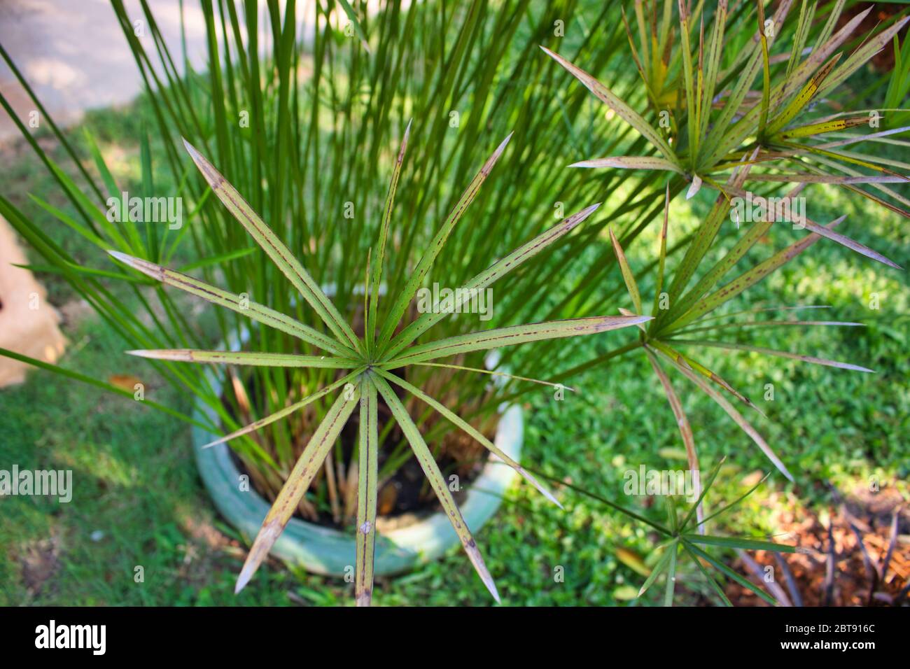 This unique photo shows a small palm tree in a pot in the garden. The leaves are arranged in a star shape Stock Photo