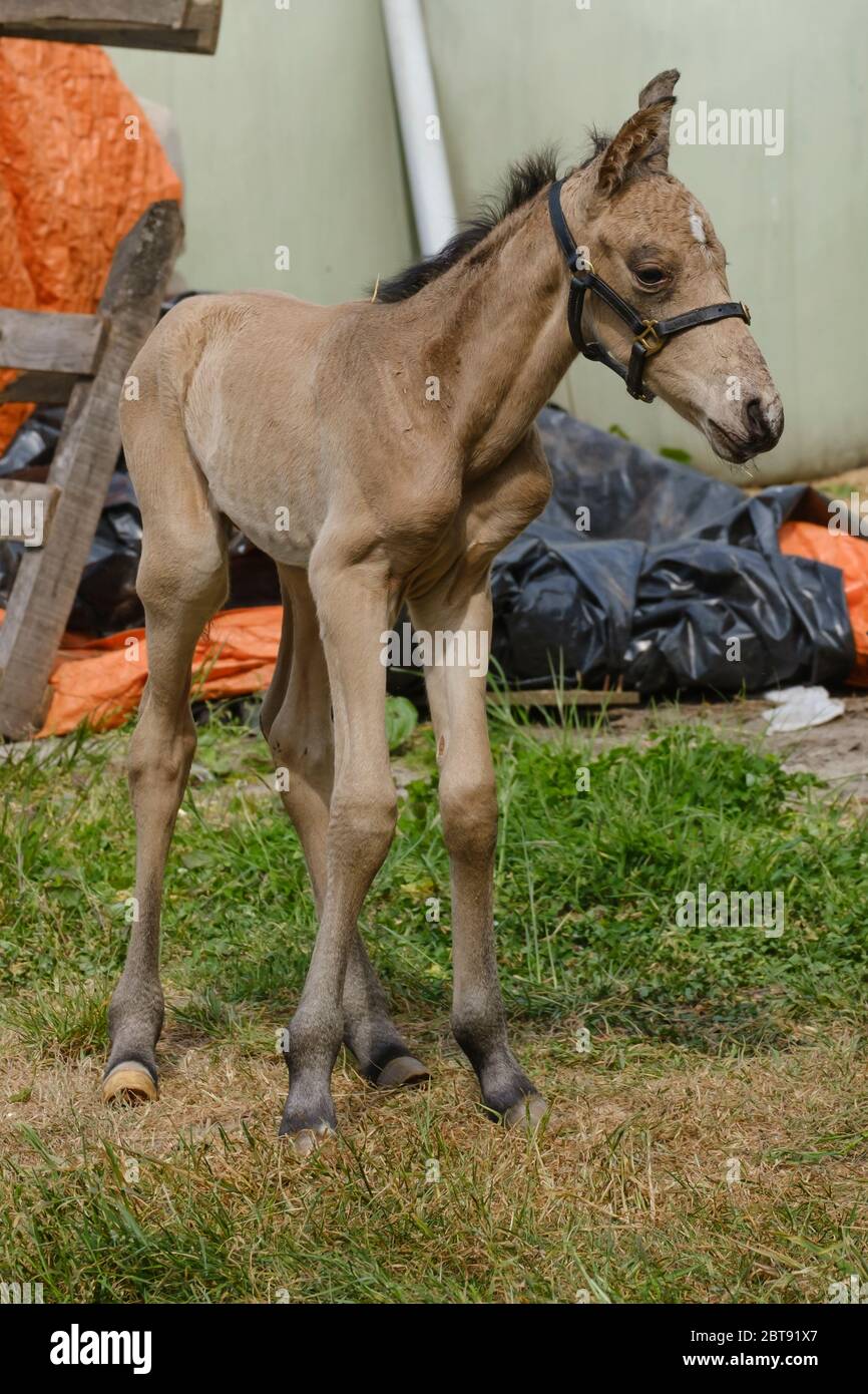 yellow dun horse