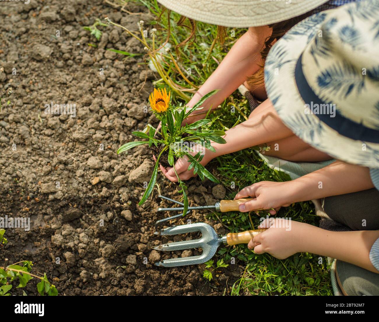 Young girl and blong boy gardeners planting flowers in the summer garden at sunset. Summer activities. Stock Photo