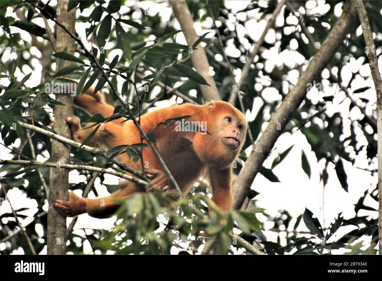 Albino Howler monkey, Costa Rica Stock Photo