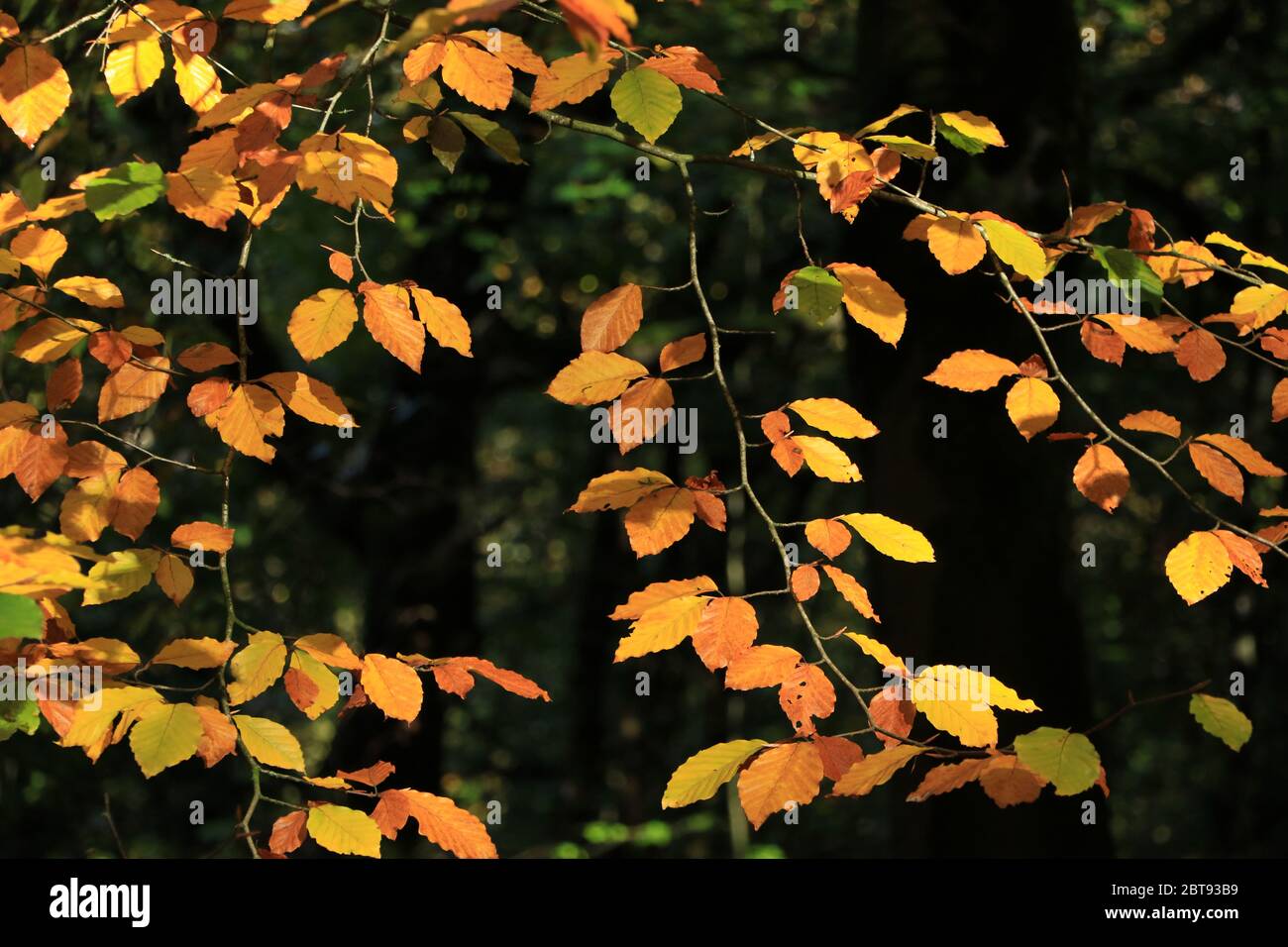 Falling beech leaves hi-res stock photography and images - Alamy