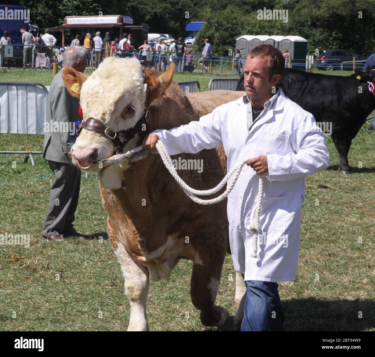 Ayrshire Bull, Hanbury Show Stock Photo Alamy