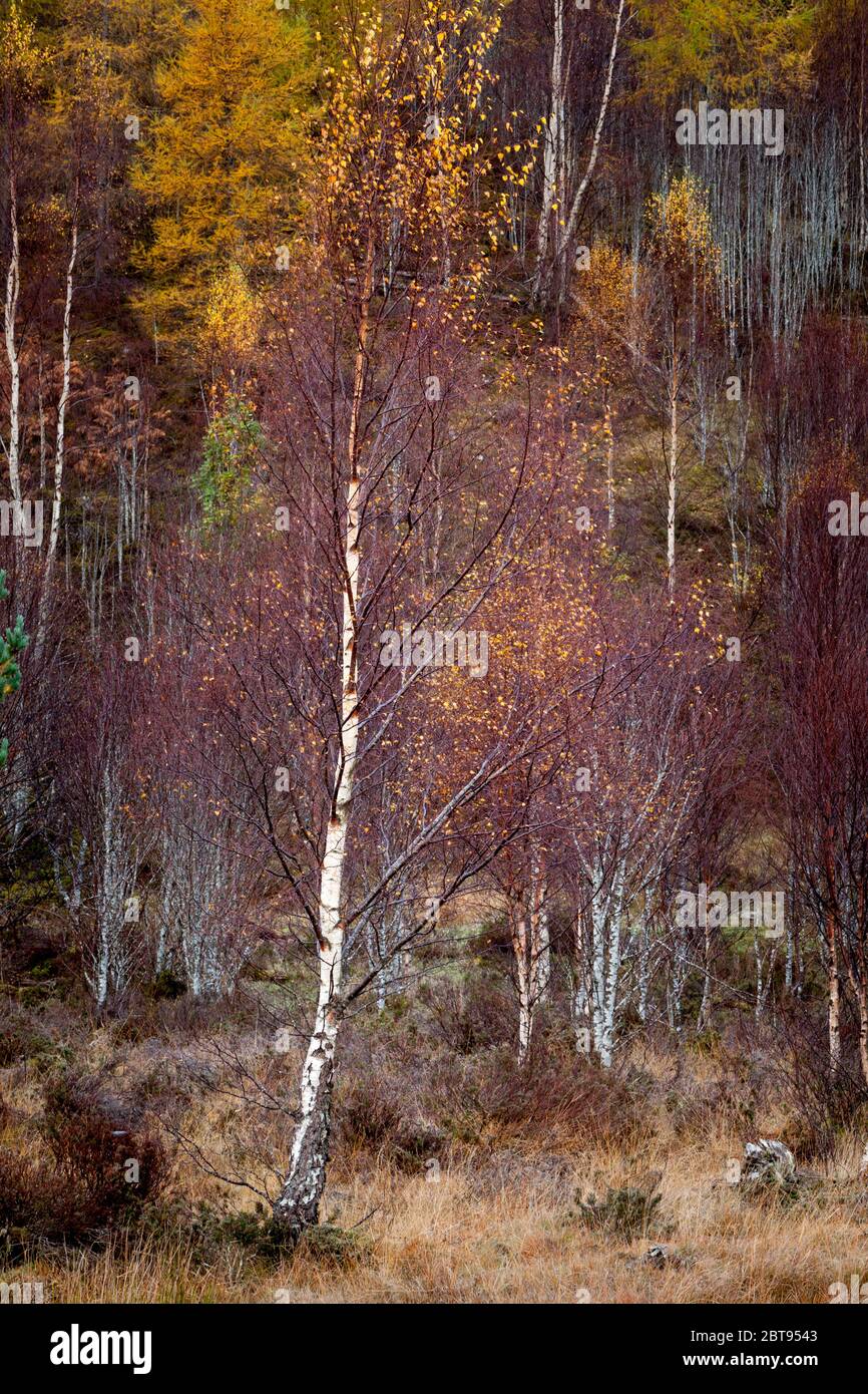 Woodland, Highlands, Scotland Stock Photo