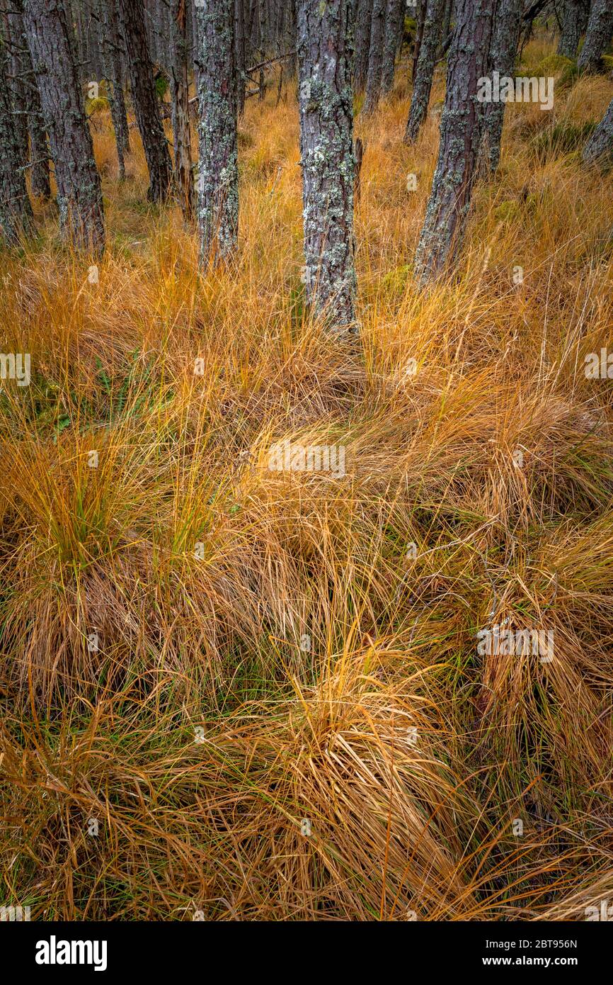 Woodland, Highlands, Scotland Stock Photo