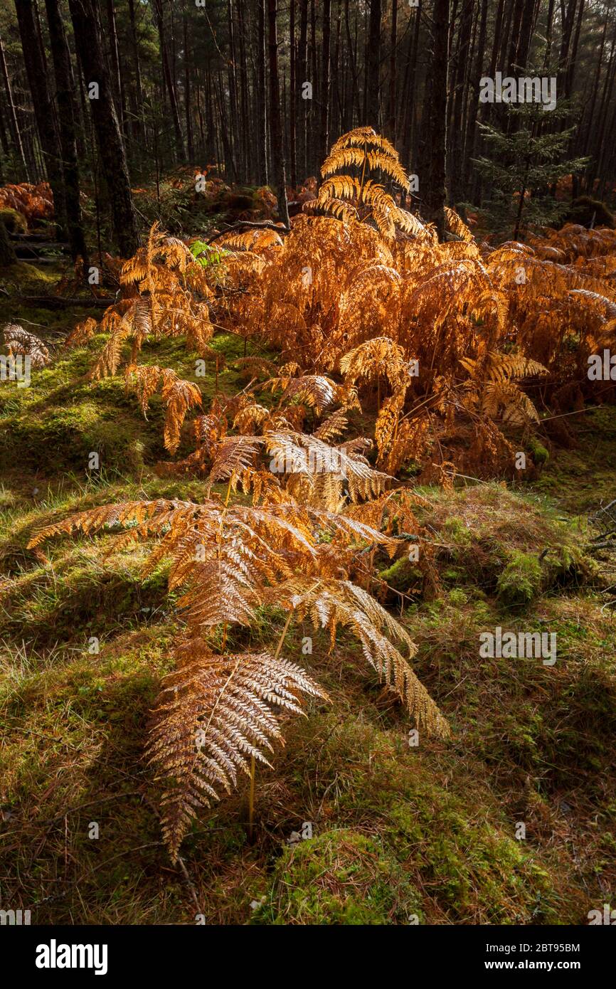 Back lit Ferns, Highlands, Scotland Stock Photo
