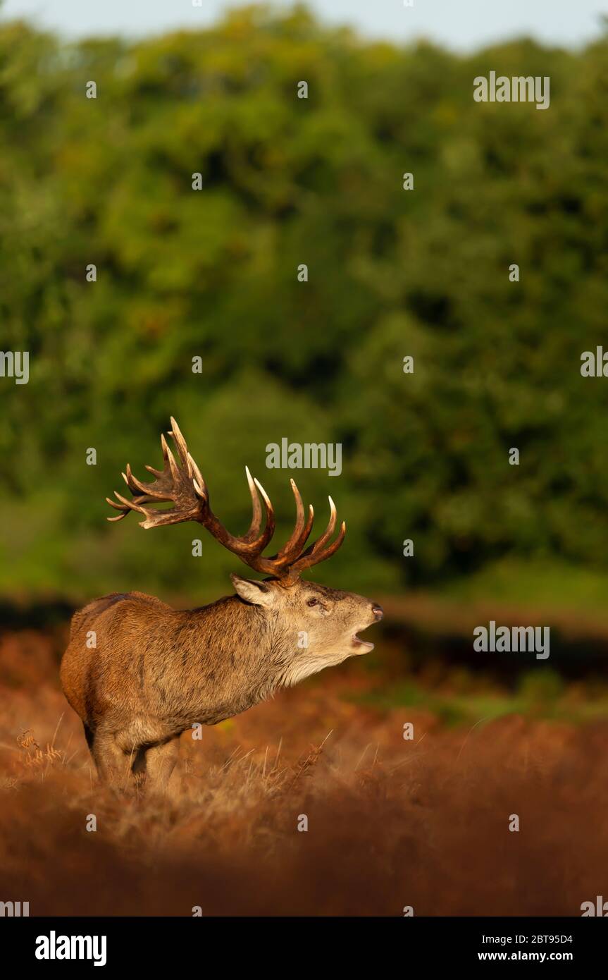 Close-up of a red deer stag standing in fern during rutting season in autumn, UK. Stock Photo