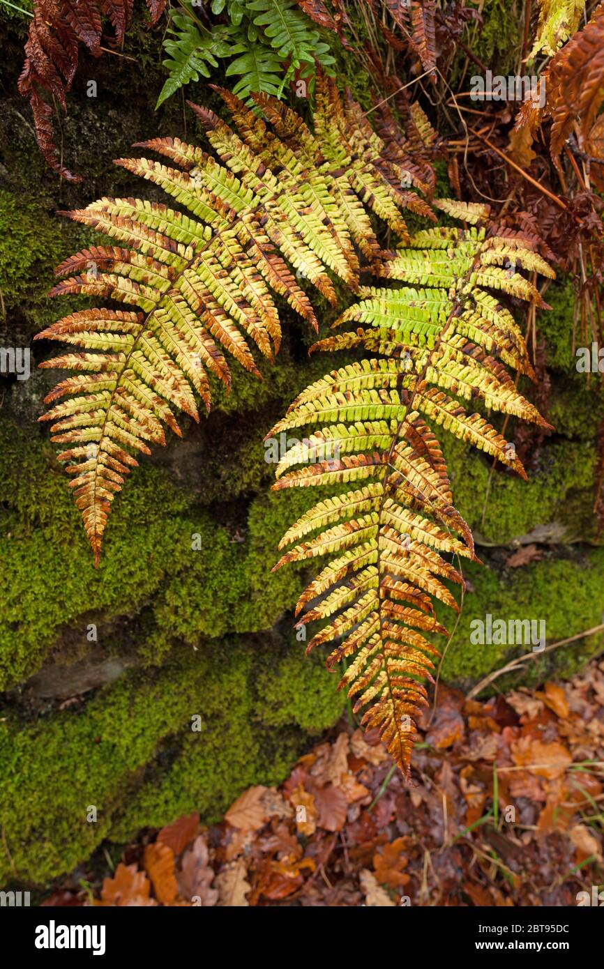 Ferns & Moss, Highlands, Scotland Stock Photo