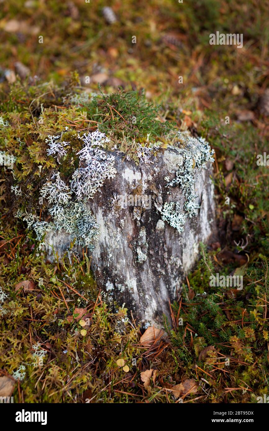 Tree stumps and Lichen, Highlands, Scotland Stock Photo