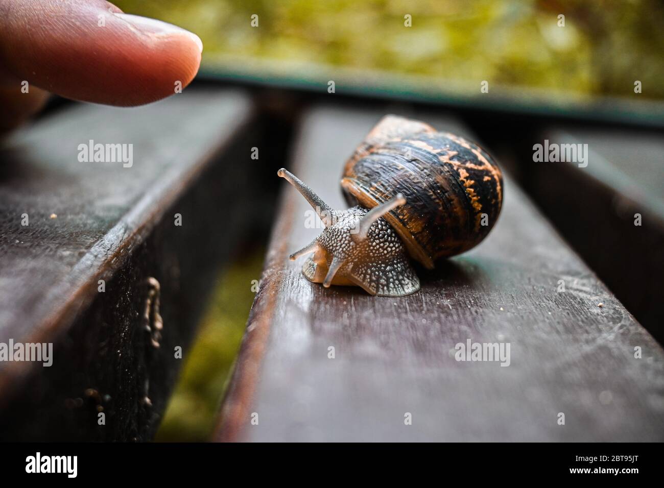 Colorful Snail on a bench, a human finger is about to touch it Stock Photo