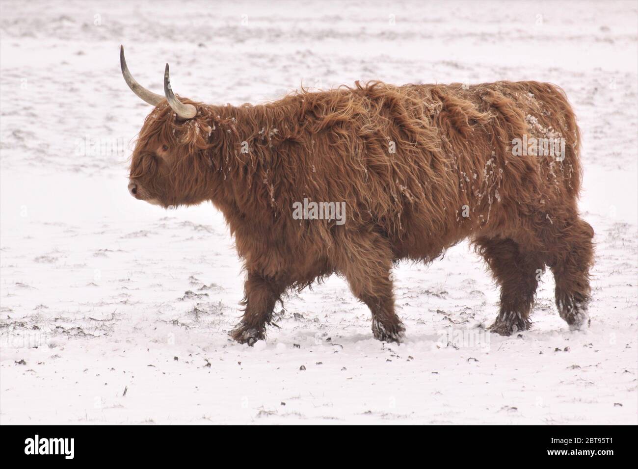 Highland cattle in snow Stock Photo