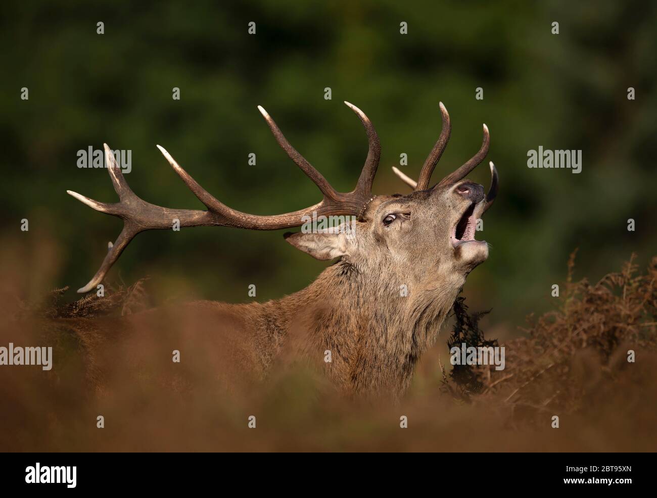 Close up of a red deer male calling during rutting season in autumn, United Kingdom. Stock Photo