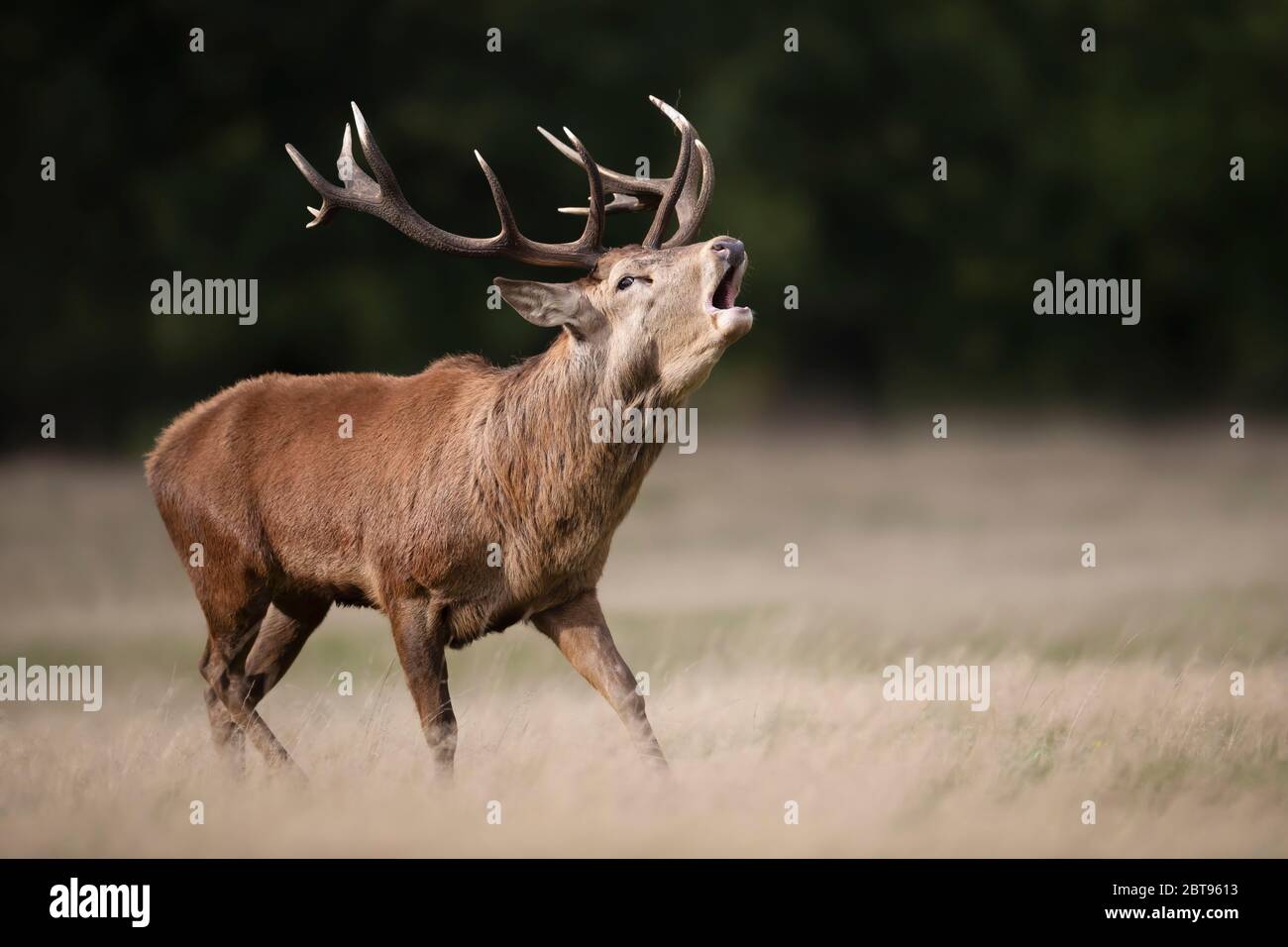 Close-up of a red deer stag calling during rutting season in autumn, UK. Stock Photo