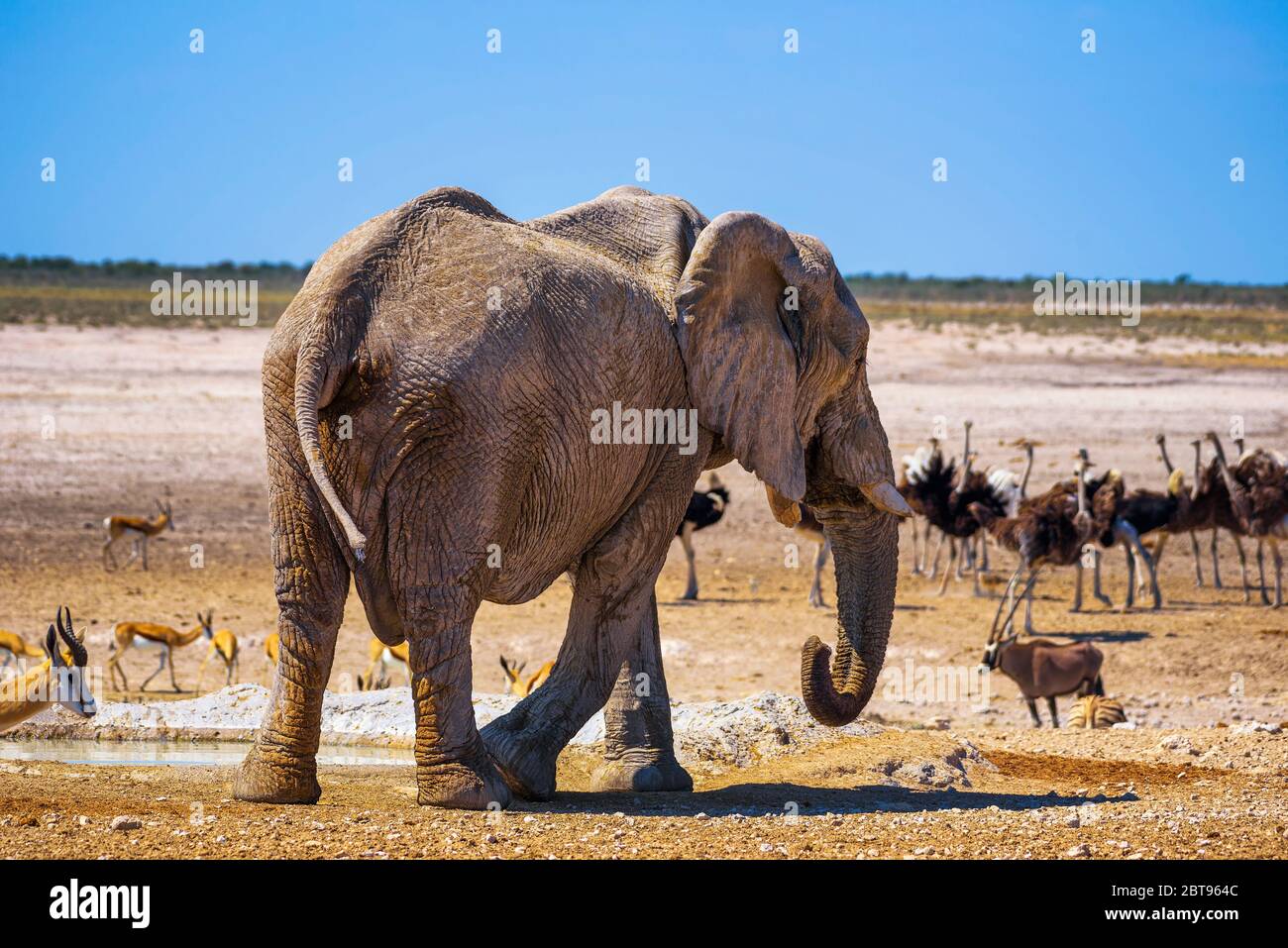 Elephant surrounded by wildlife in Etosha National Park, Namibia Stock Photo