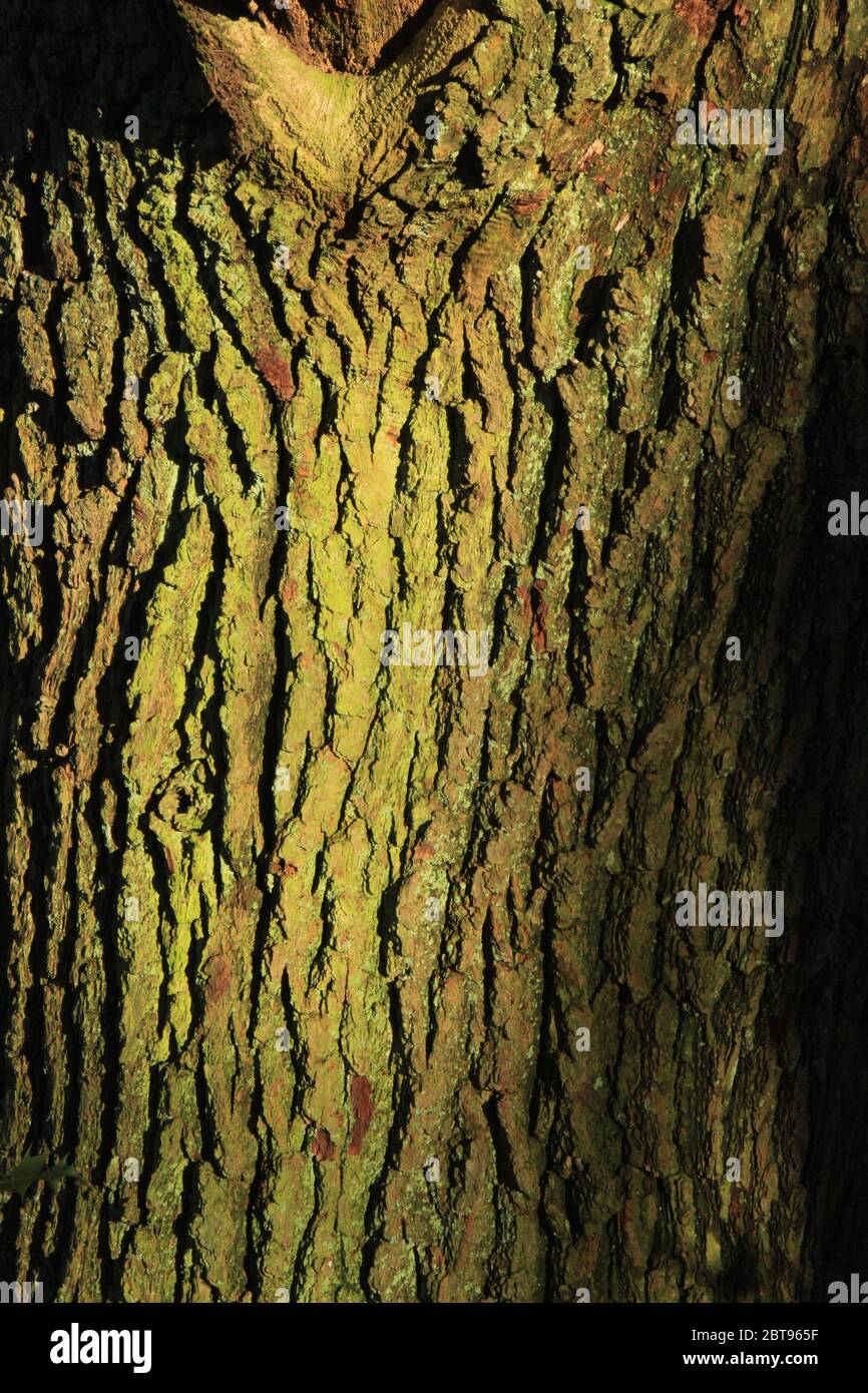 Oak tree bark hires stock photography and images Alamy