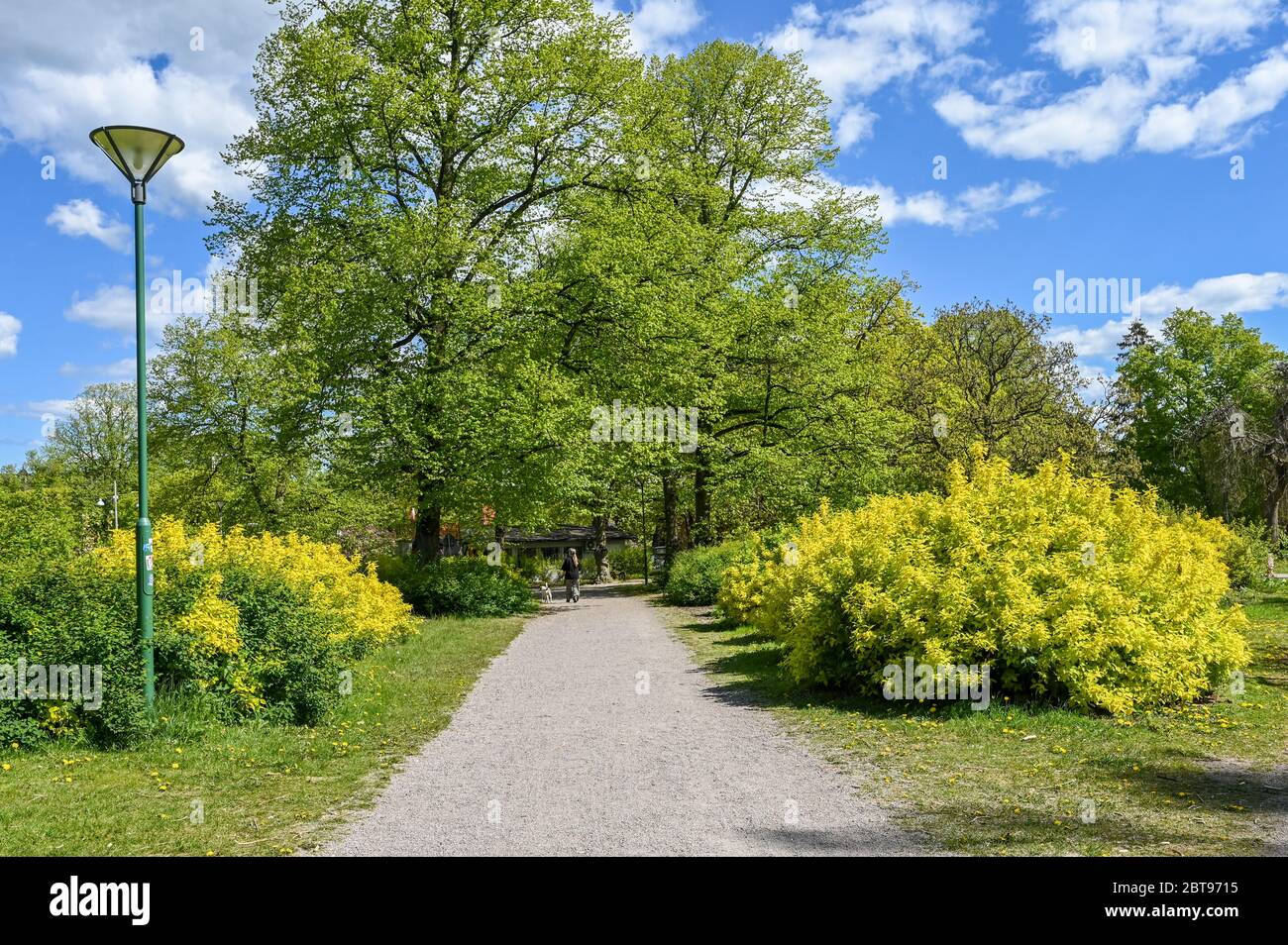 Unrecognizable person walks a dog in city park Folkparken during on a sunny day in May. Norrkoping is a historic industrial town in Sweden. Stock Photo