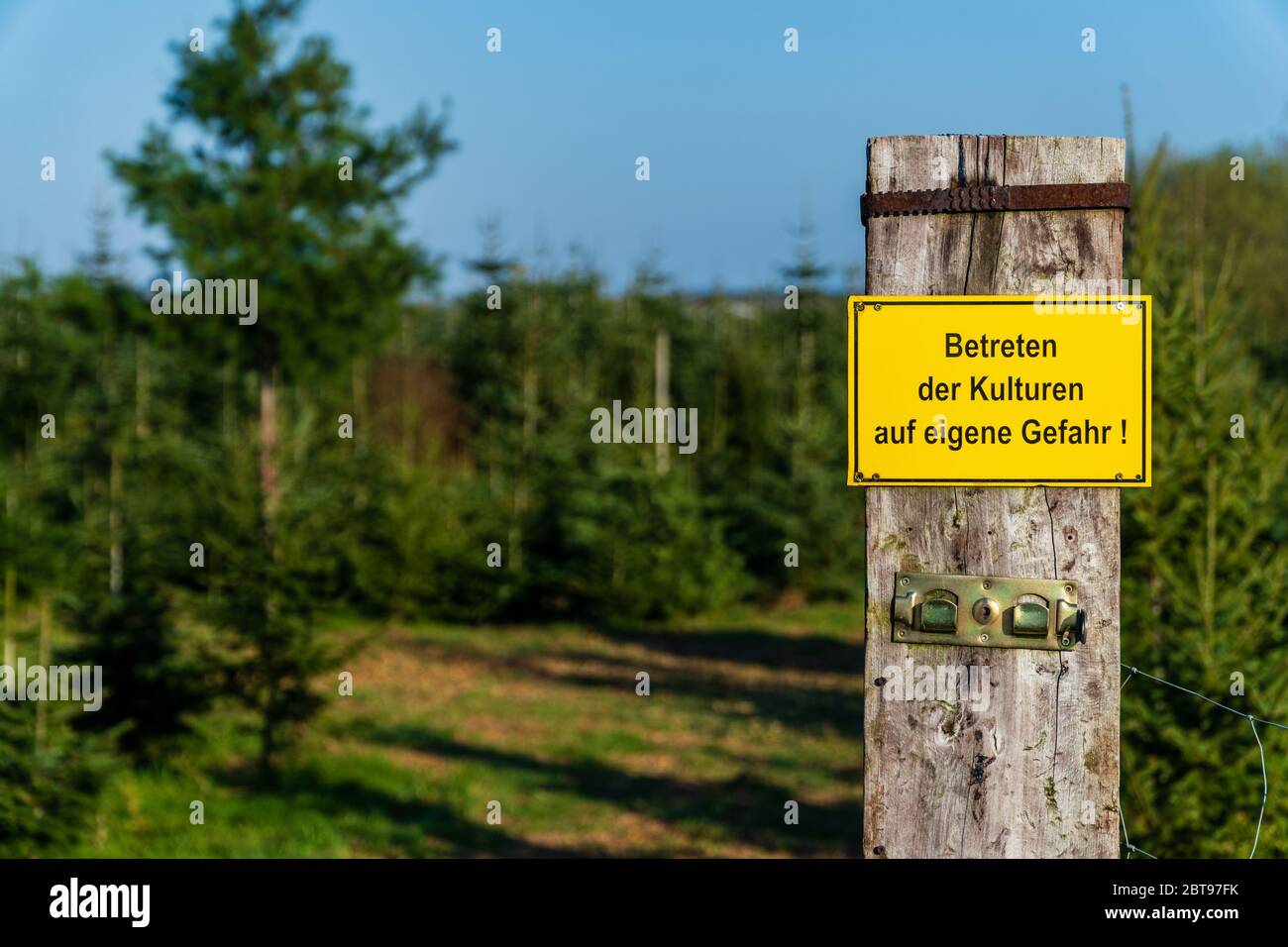 Yellow warning sign with German text 'Entering the crops at your own risk' in front of conifer tree crops on a sunny day in Germany. Stock Photo
