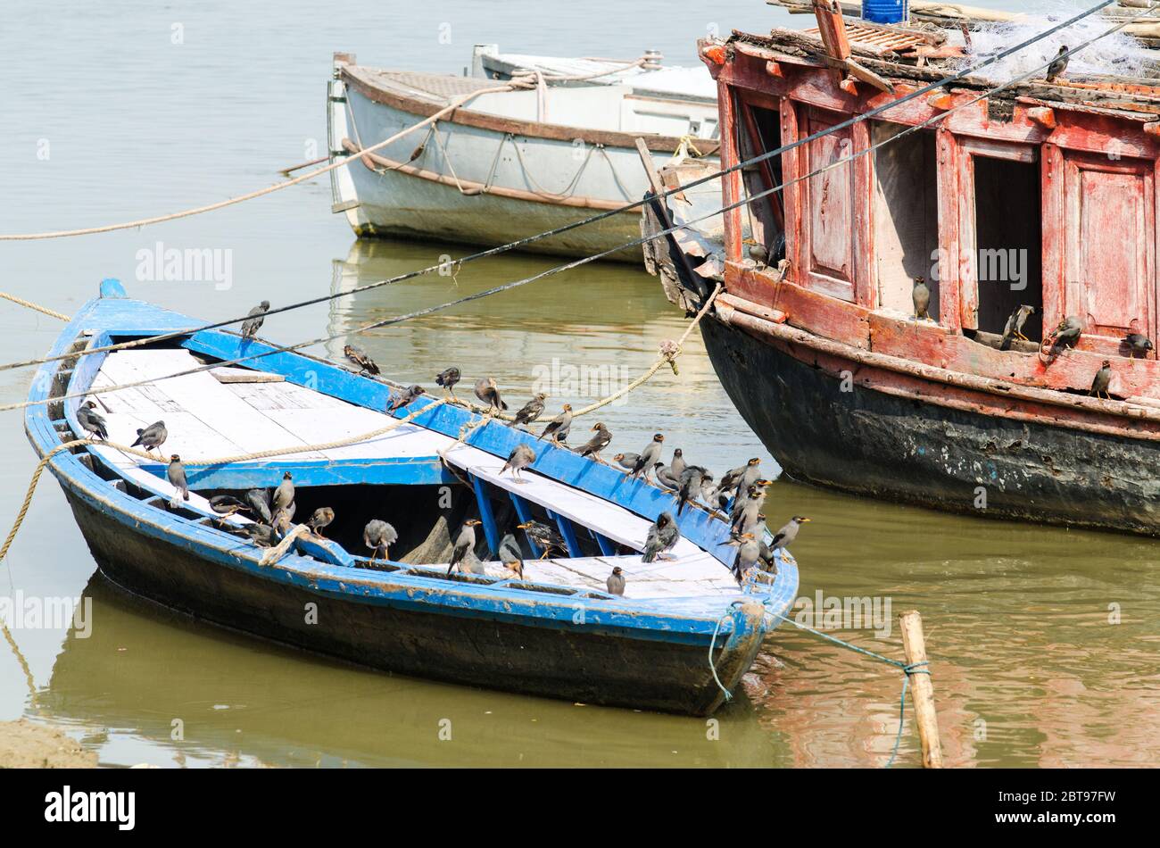 Bank Myna birds on colorful old rustic boats at Ganges river, Varanasi Stock Photo