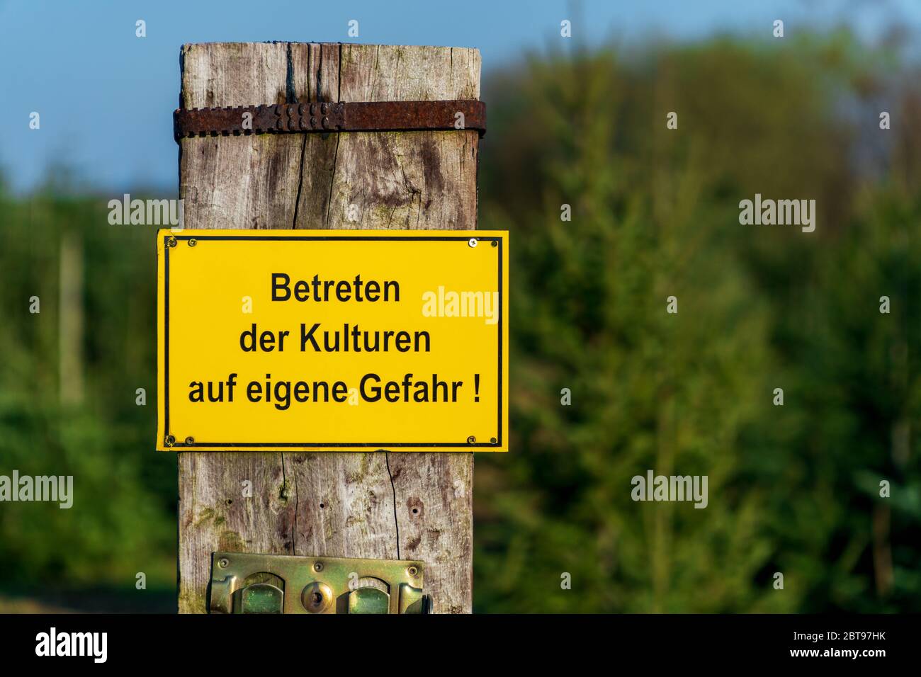 Yellow warning sign with German text 'Entering the crops at your own risk' in front of conifer tree crops on a sunny day. Nature conservation. Stock Photo