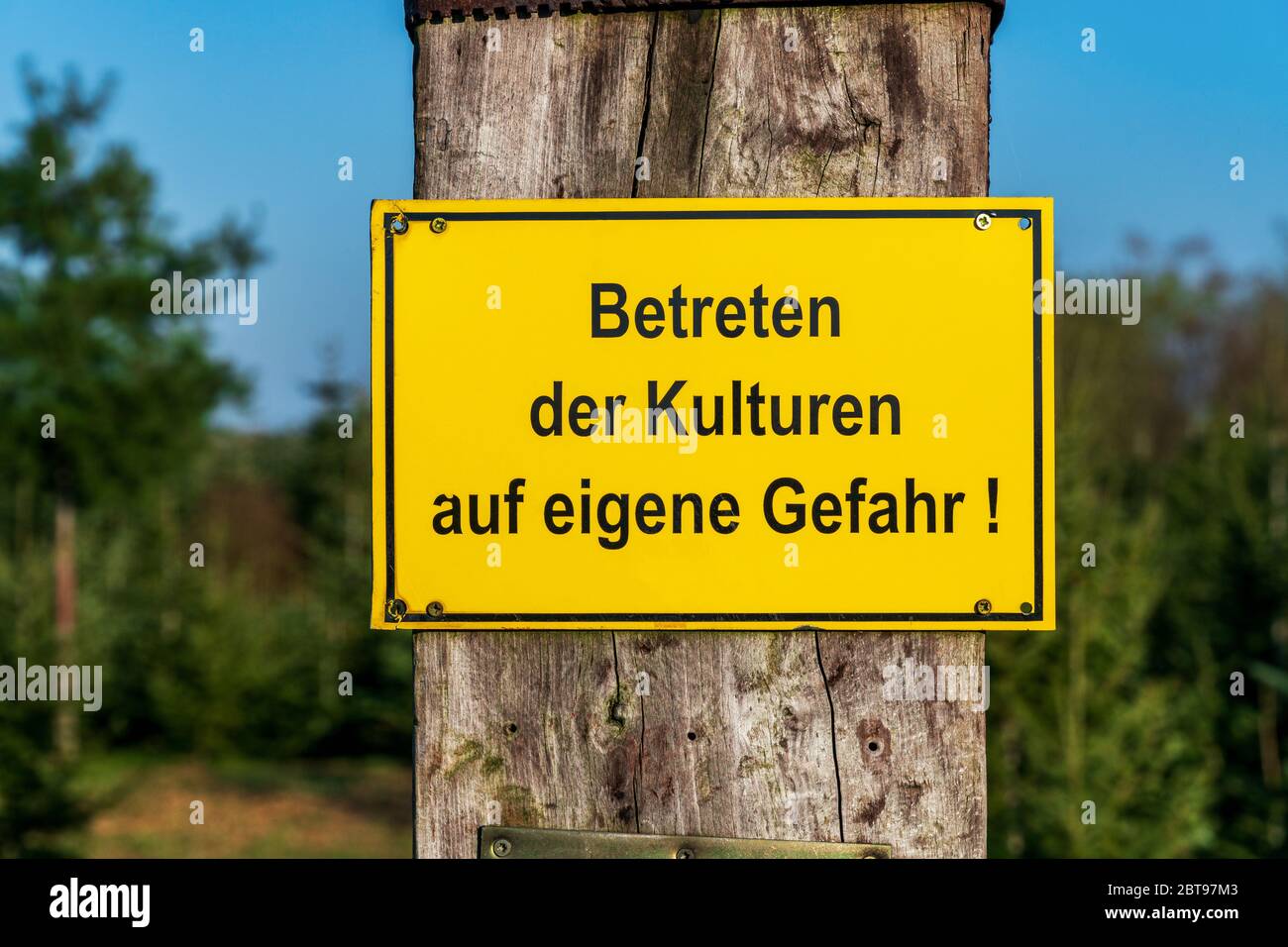 Yellow warning sign with German text 'Entering the crops at your own risk' in front of conifer tree crops on a sunny day in Germany. Close-up. Stock Photo