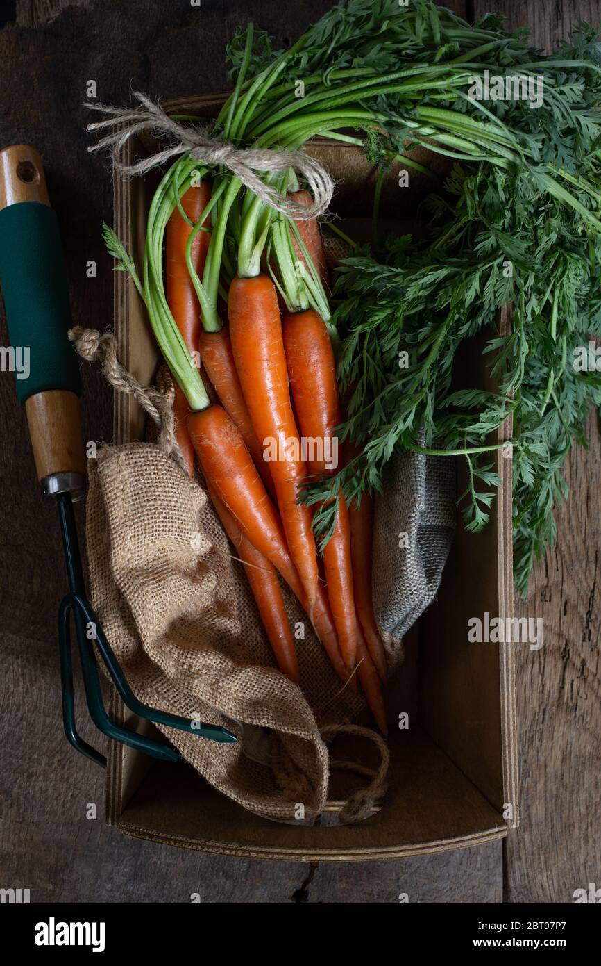 Fresh organic carrots in a box with canvas, garden tool hoe on antique