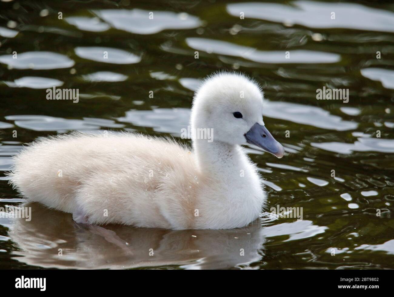 Mute swan cygnets on the lake Stock Photo