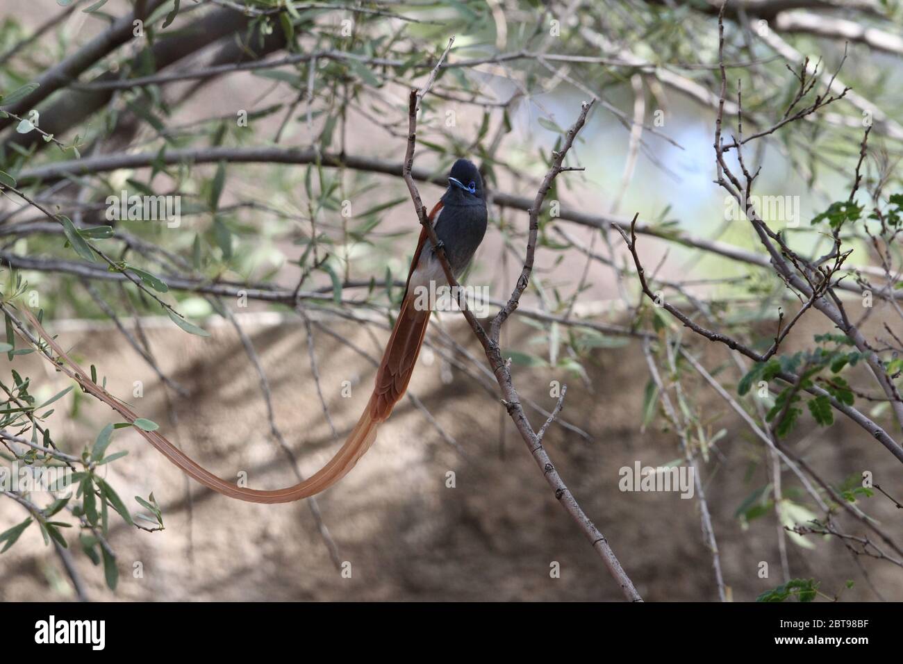 Male African Paradise Flycatcher photographed in my garden Stock Photo